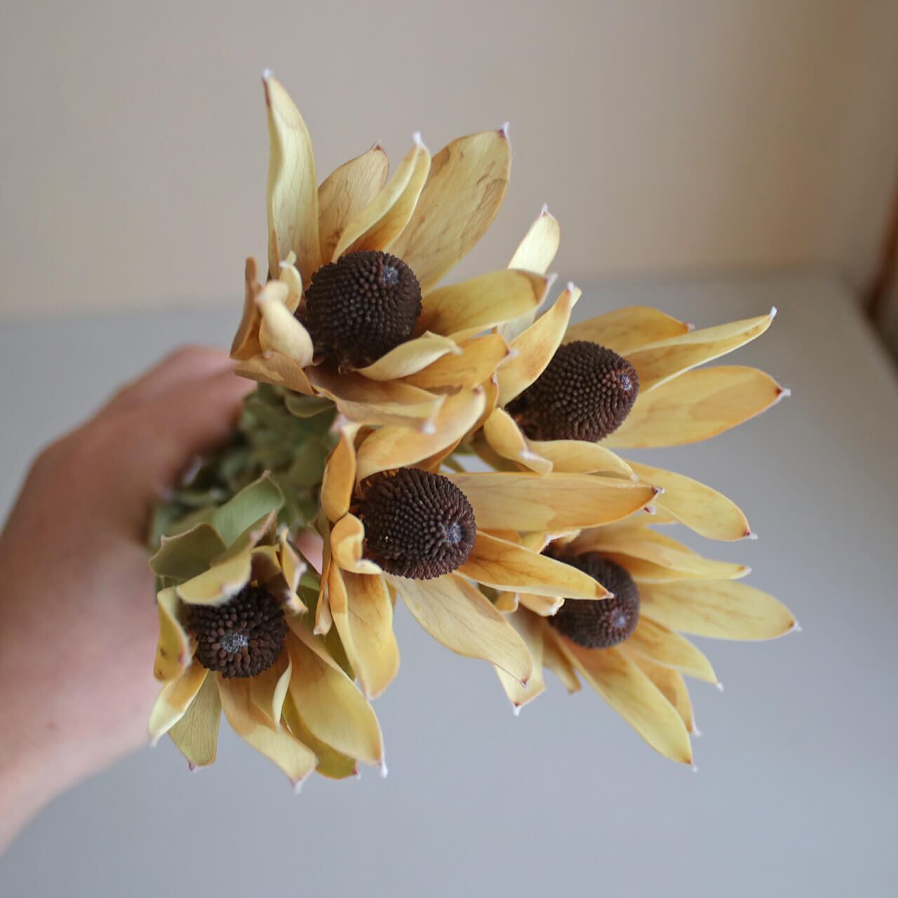 専用＊リューカデンドロ&ナズナ ドライフラワーリース 専用＊リューカデンドロ&ナズナ ドライフラワーリース