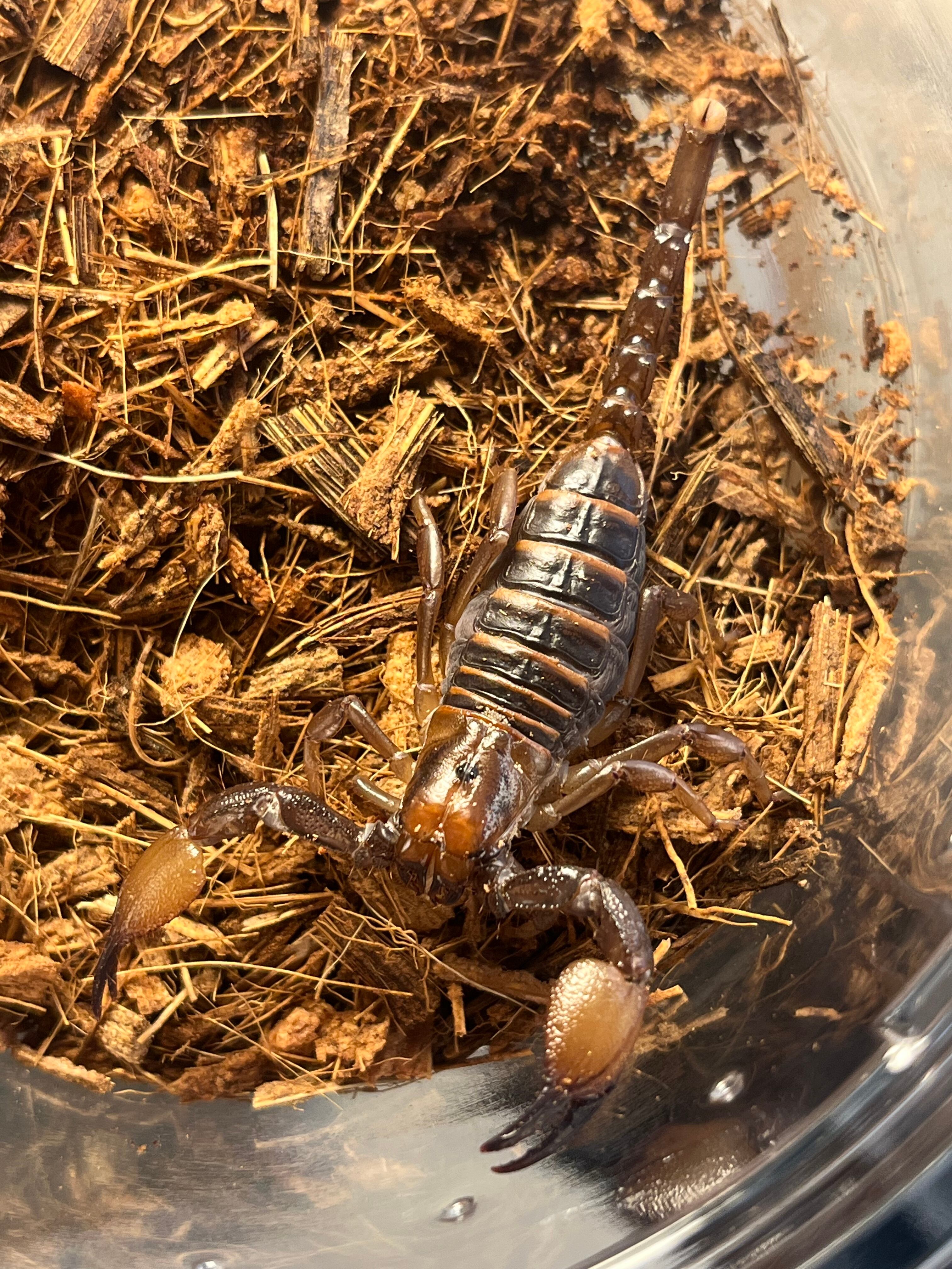 サソリ | オモニキチュウ