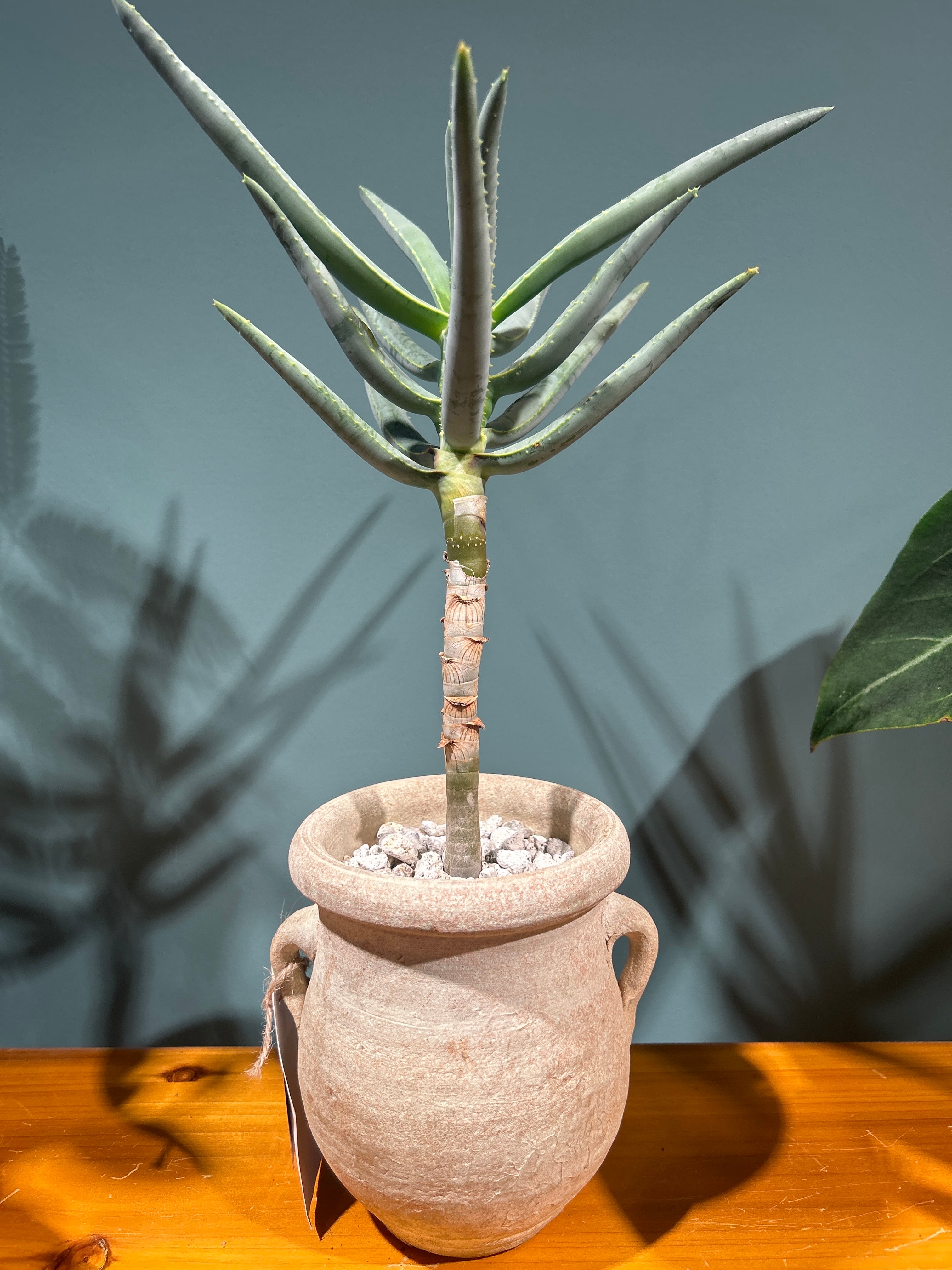 センナ メリディオナリス2.5号 | 植物との暮らし apricot