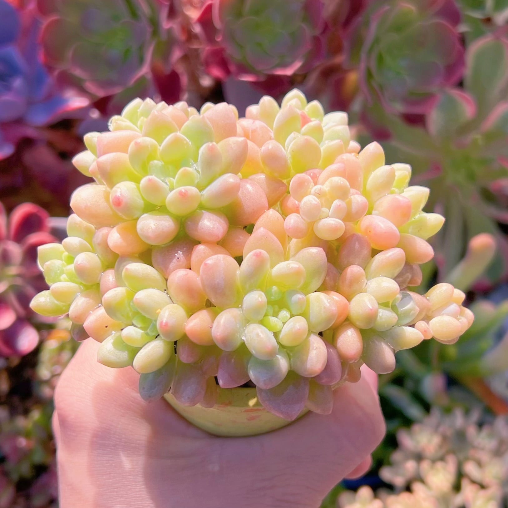 ママノエル 札付き 子株つき 多肉 ママノエル 札付き 子株つき 多肉 PW