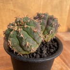 Gymnocalycium spegazzinii var. unguispinum【ギムノカリキウム・短刺天平丸・実生】