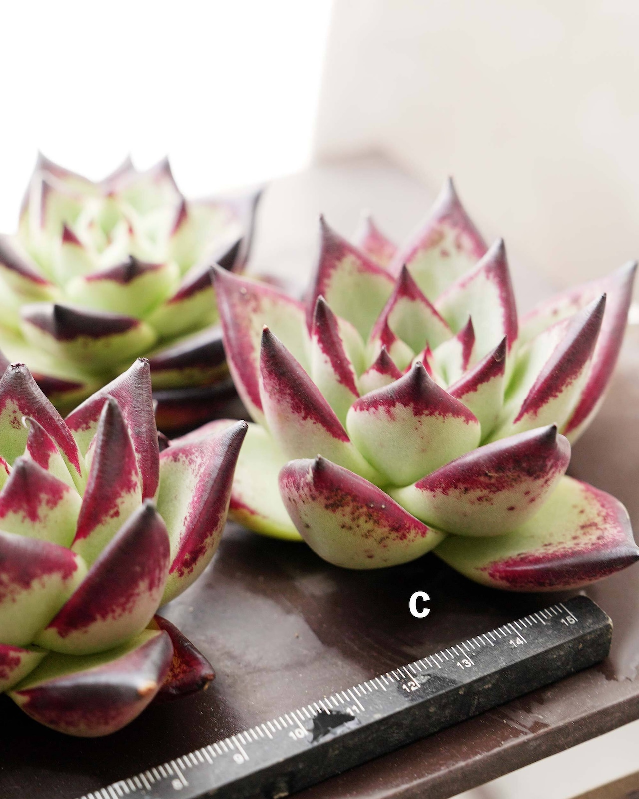 カット苗 エボニー Echeveria agavoides 'Evony'