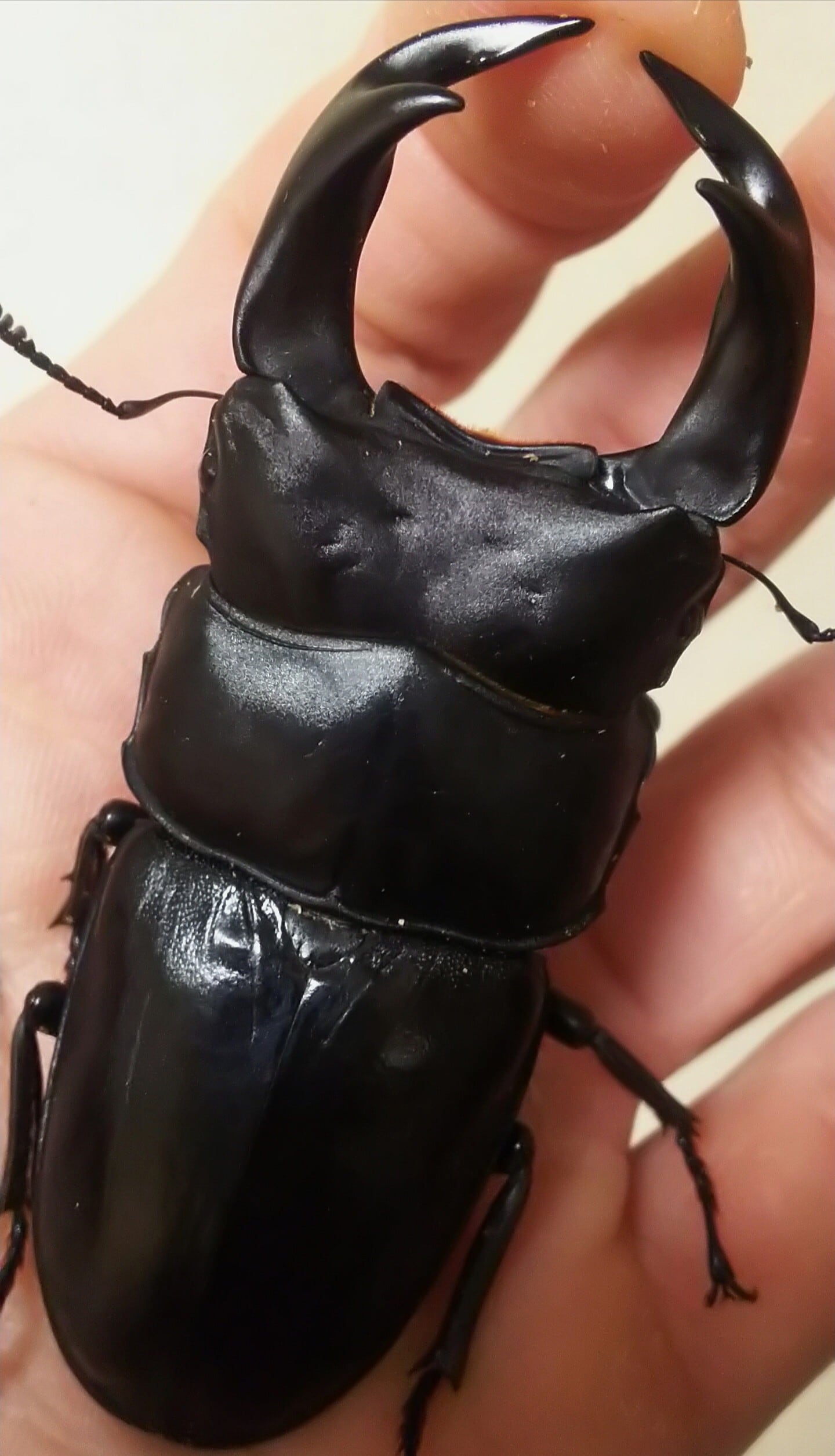 久留米オオクワガタ ♂85㎜ マツノインセクト