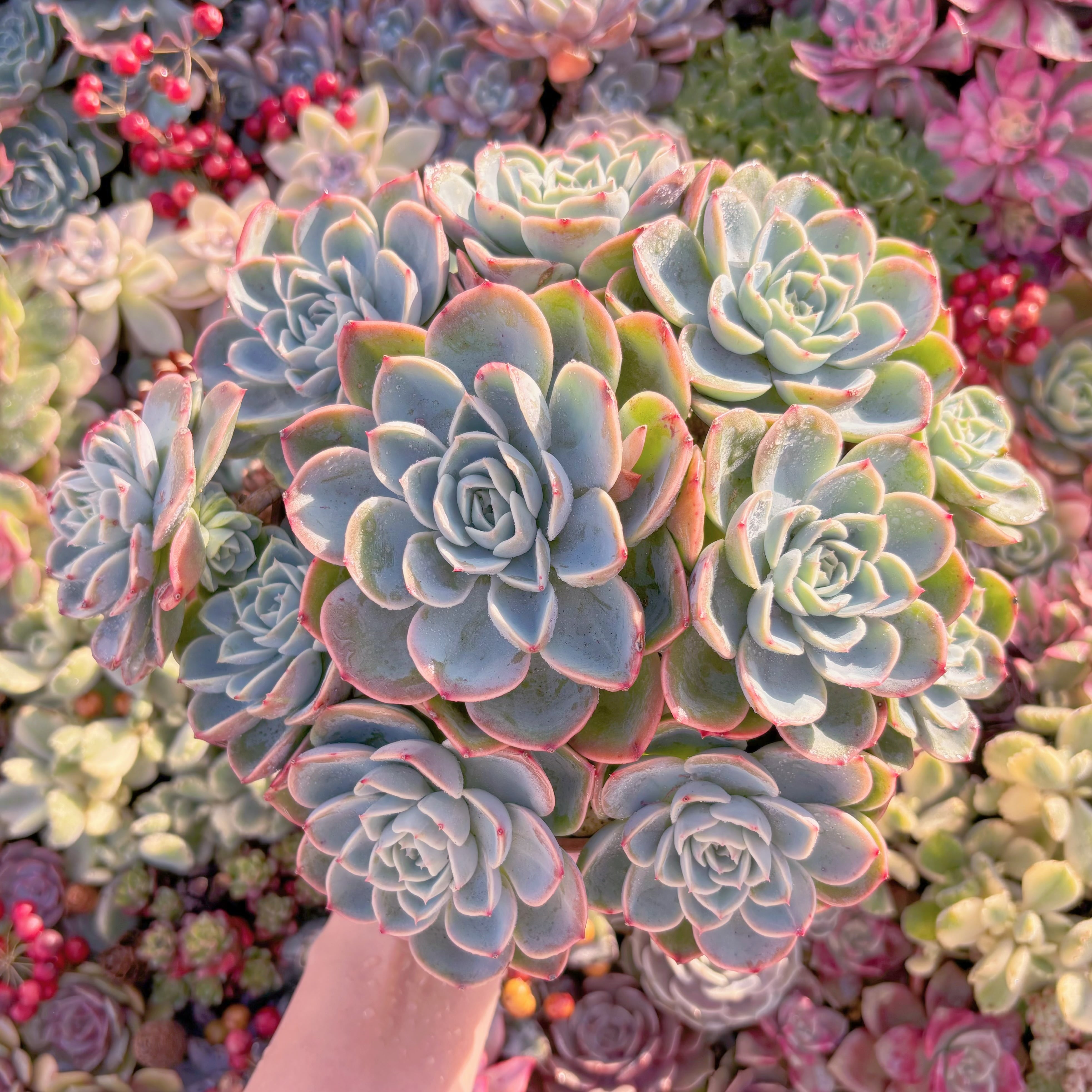 現品　メロン#A088　理想的な株姿　特特大群生　新入荷　るる農園