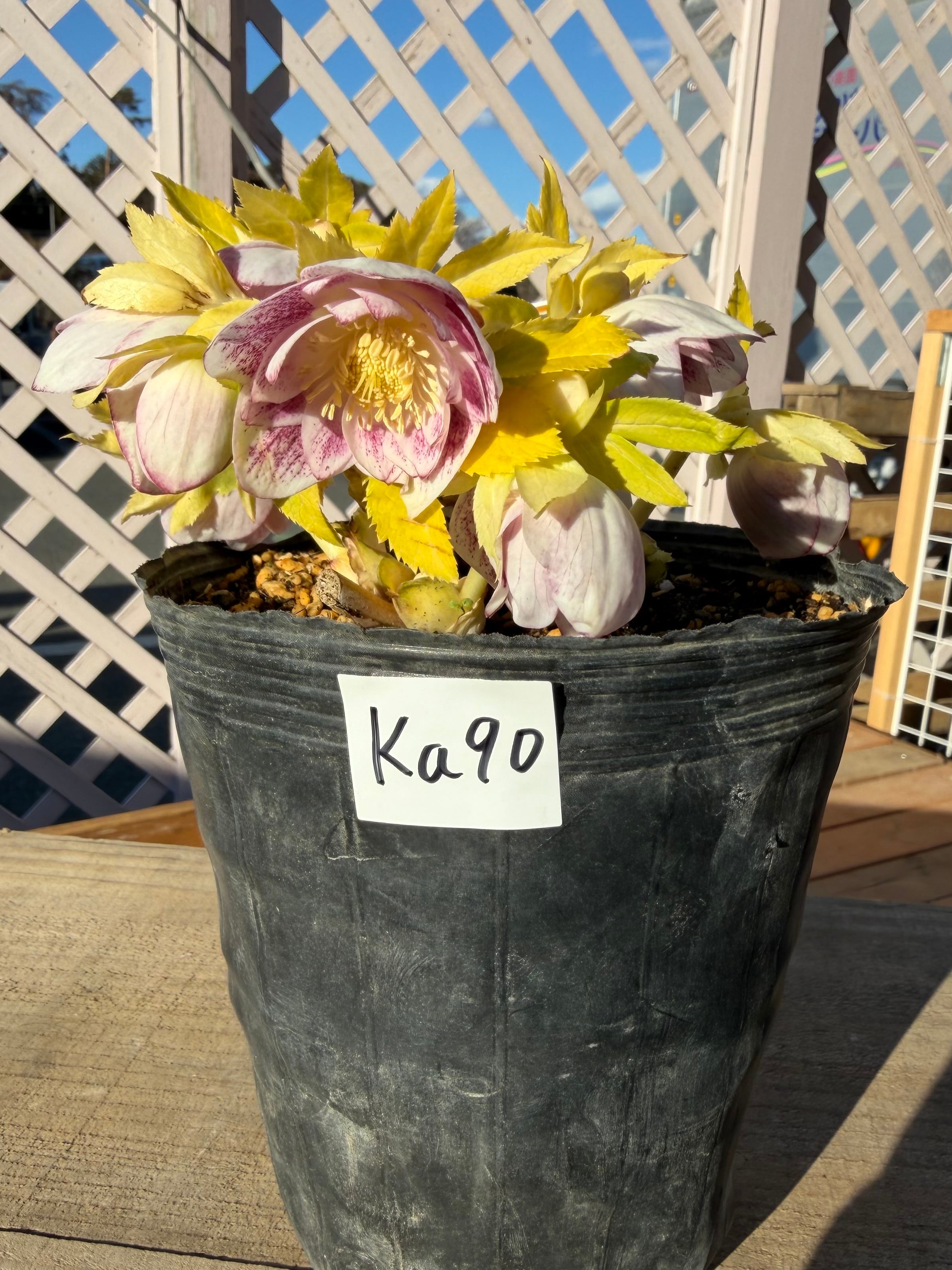 プリマヴェーラホワイトゴールド 充実株 ※脇芽未確認＆花茎キズ有 加藤