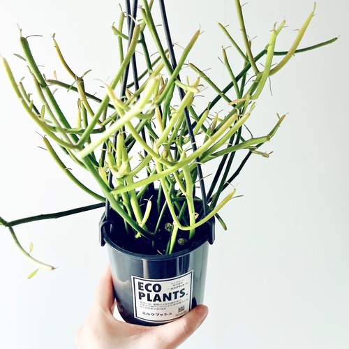 ミルクブッシュ 観葉植物 calm cafe