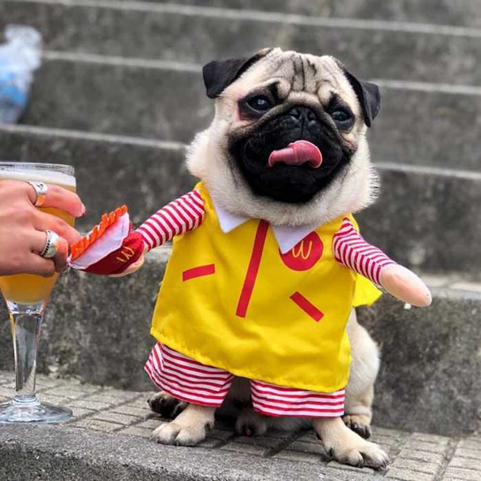 交換無料 犬服 犬 服 ギター パグ フレンチブルドッグ コスチューム 変身 コスプレ 変装 ドッグウエア M L Xl Shipsctc Org