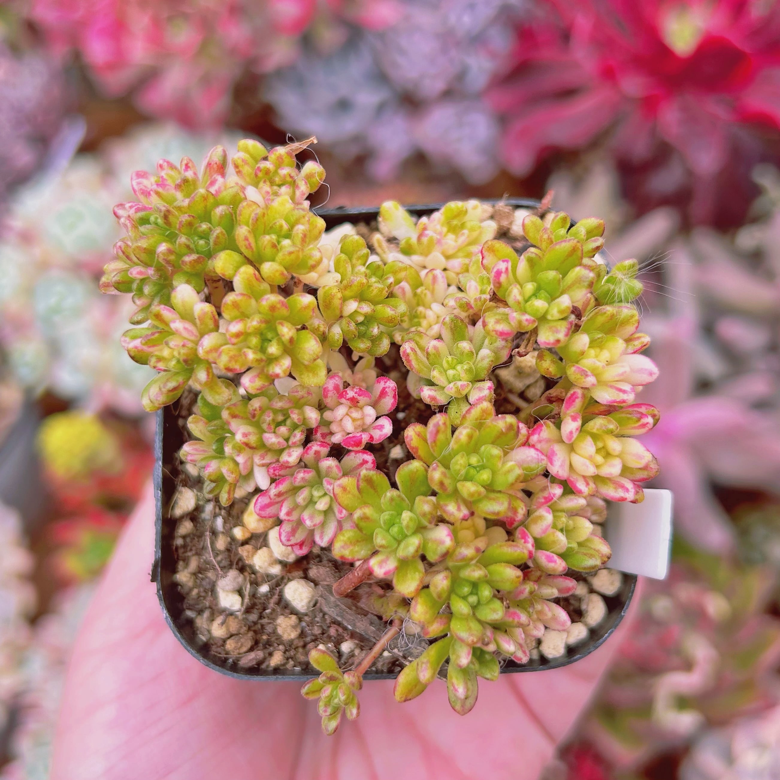 #509現物　多肉植物　小人祭り錦　抜き苗