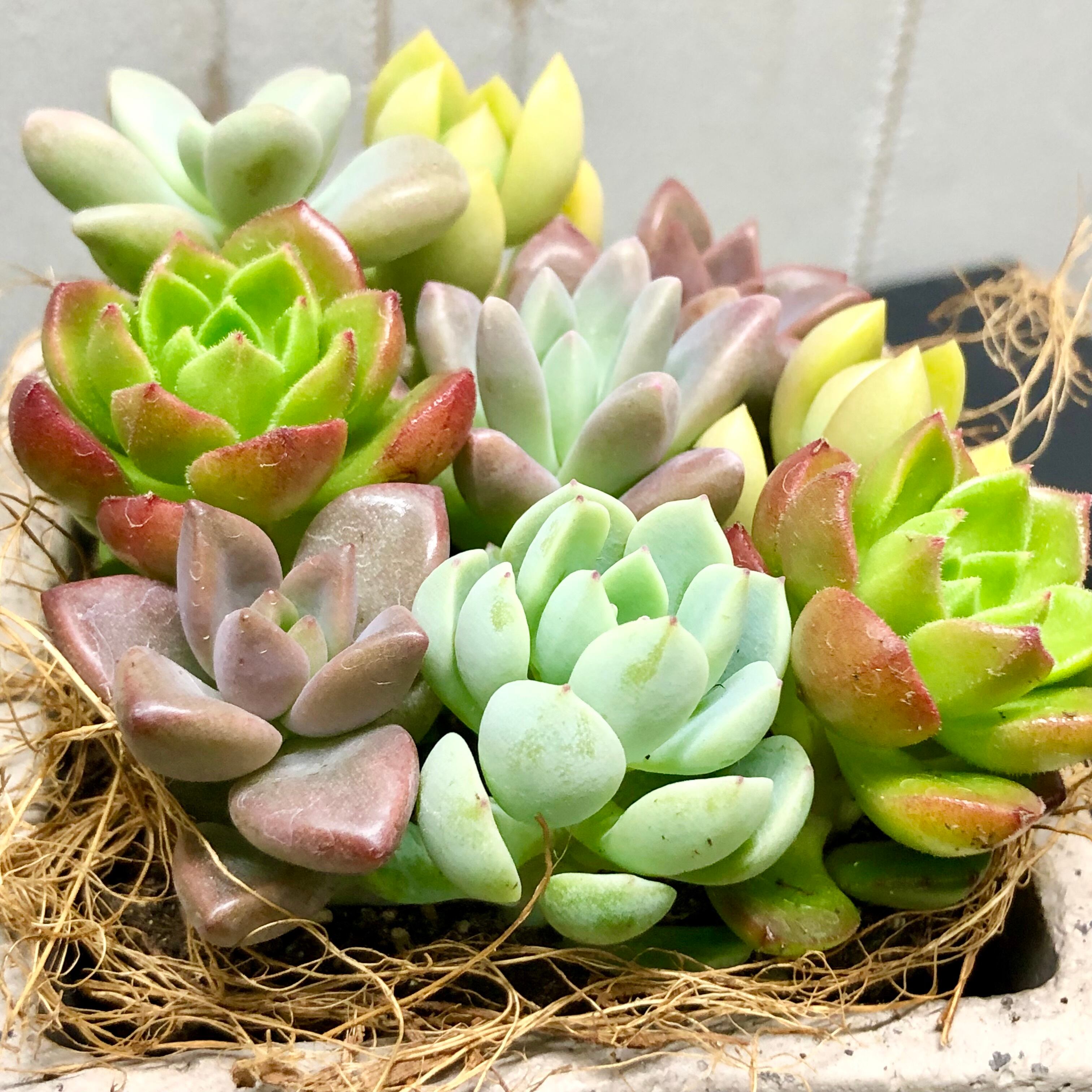 カラフル 根付き 多肉 コンクリートBOX | PLANTS SHOP OLIVE