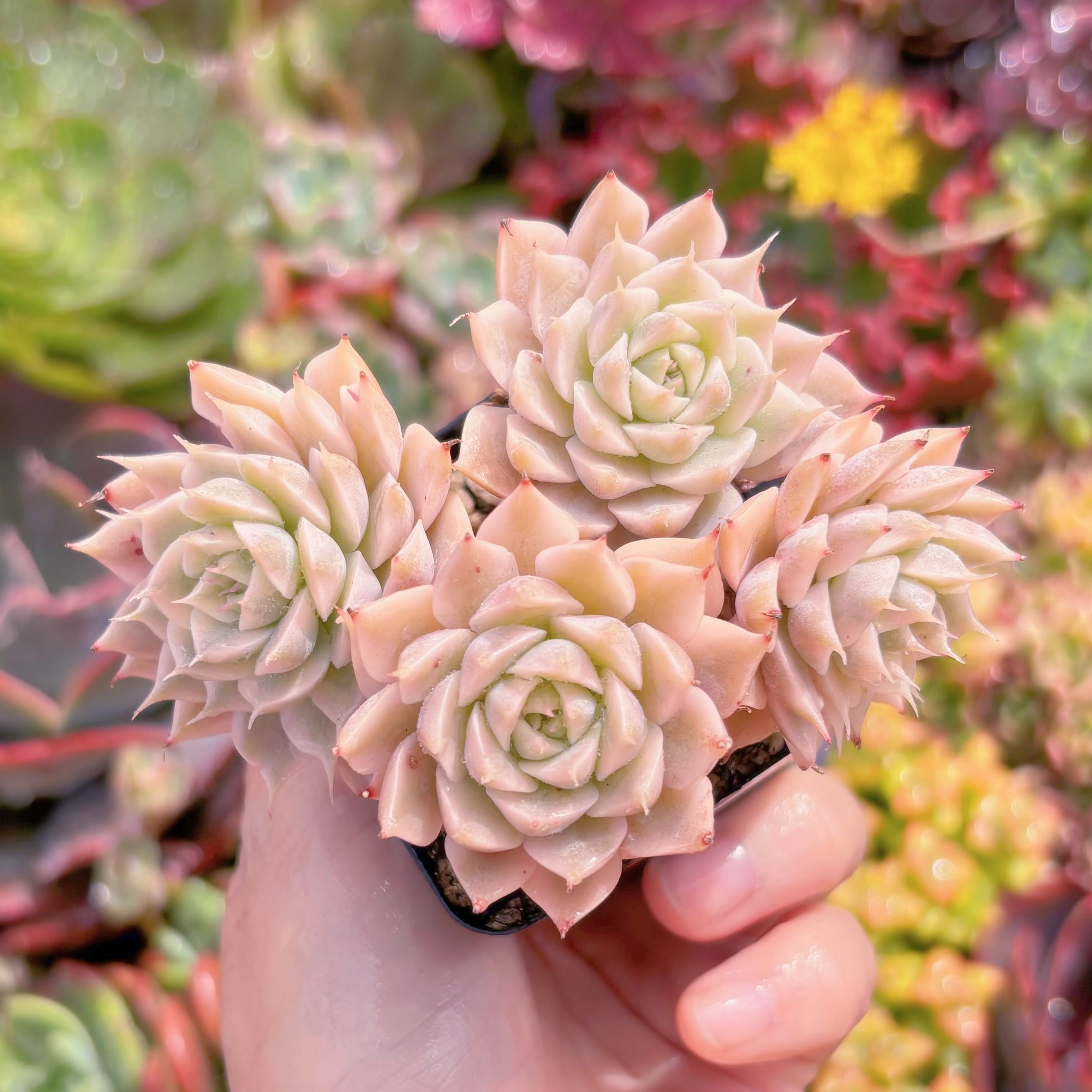 現品　マーガレット錦#M298　群生　るる農園