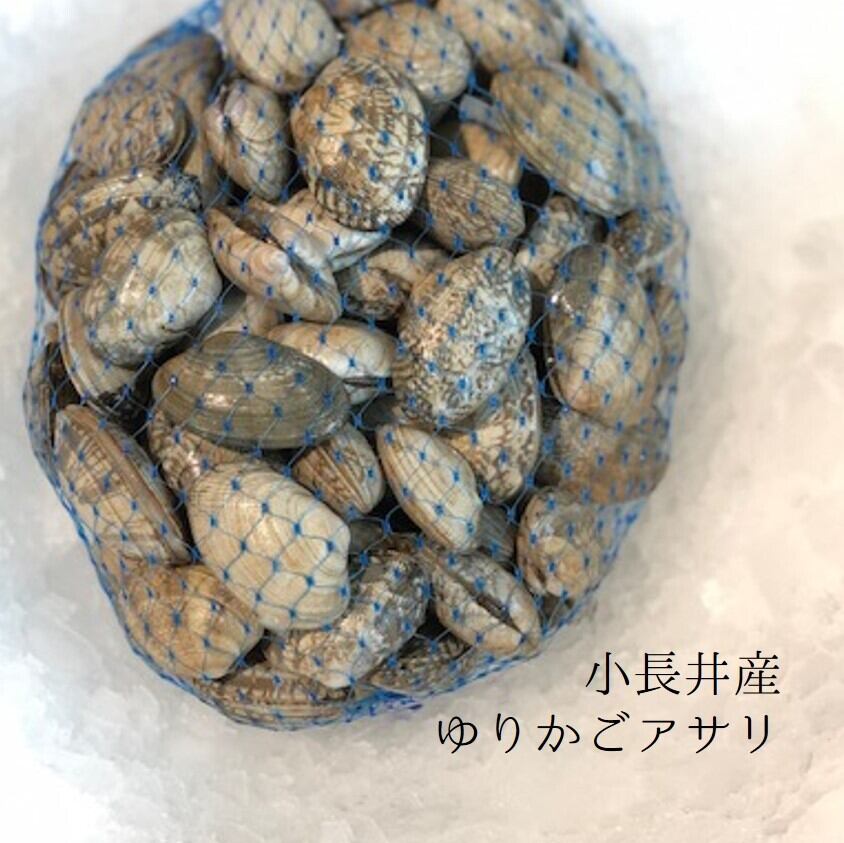ゆりかごアサリ 特選アサリ 長崎県小長井産 1キロ 揺りかごアサリ１k 冷蔵 豊洲直送 Okawari 豊洲直送の高級海産物をお届け
