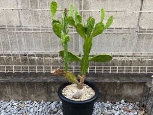 うちわサボテン 古木化