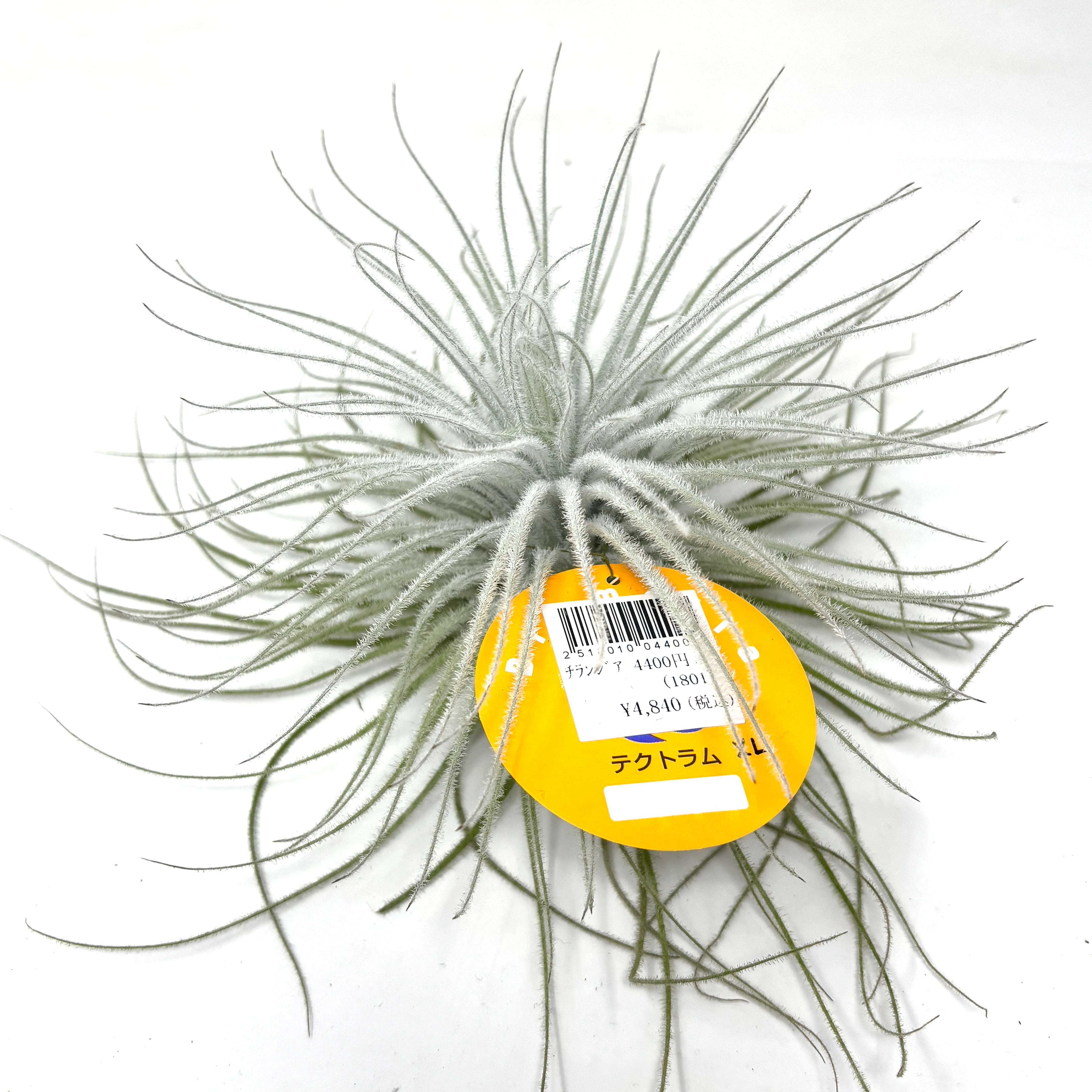 【現品】チランジア・テクトラム　超特大（1） e45f0bf4d1e721c7ec70da8b139aa3