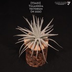 【送料無料】テクトラム M〔エアプランツ〕現品発送T3451