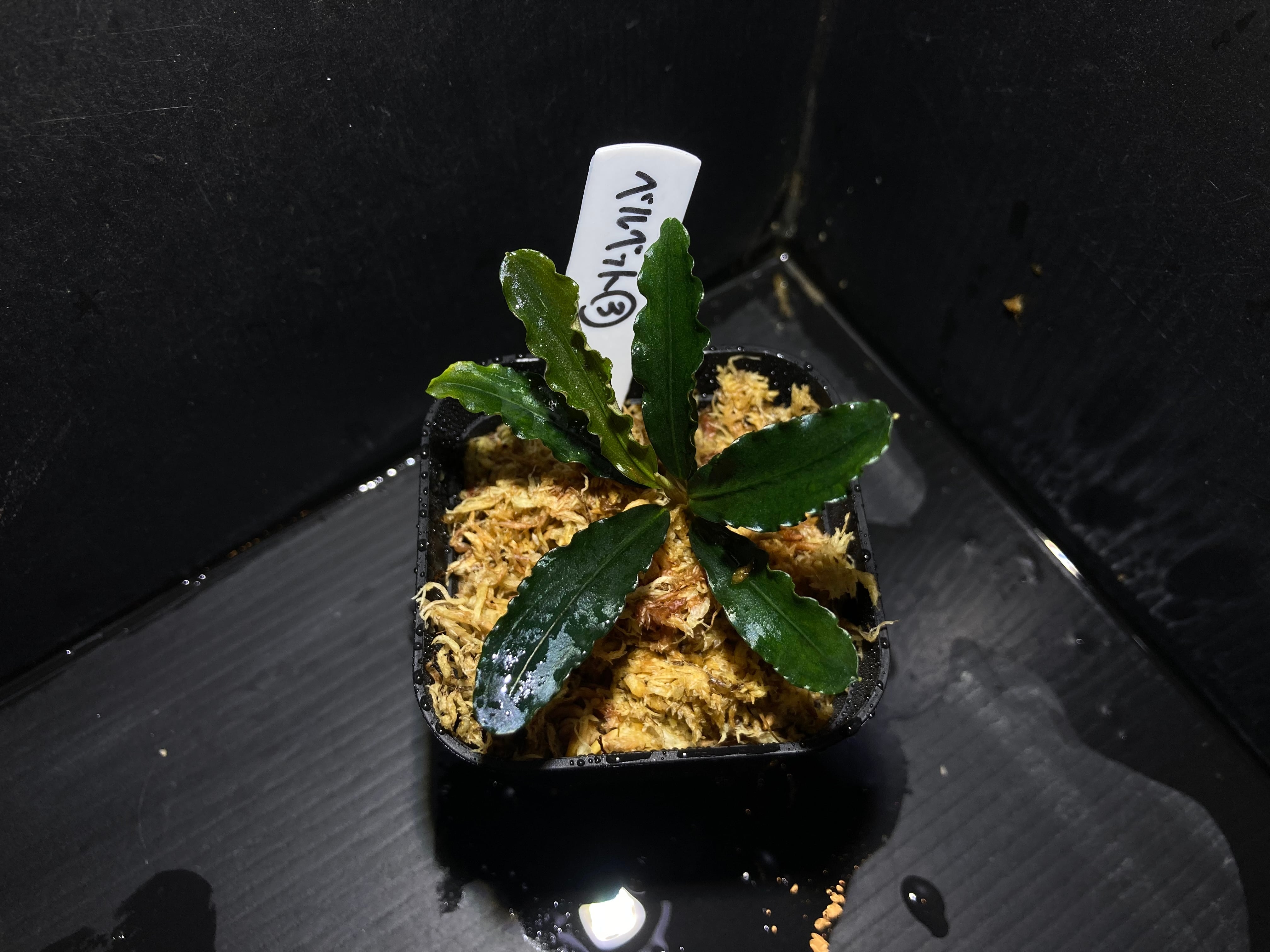 Homalomena sp. Mamasa 