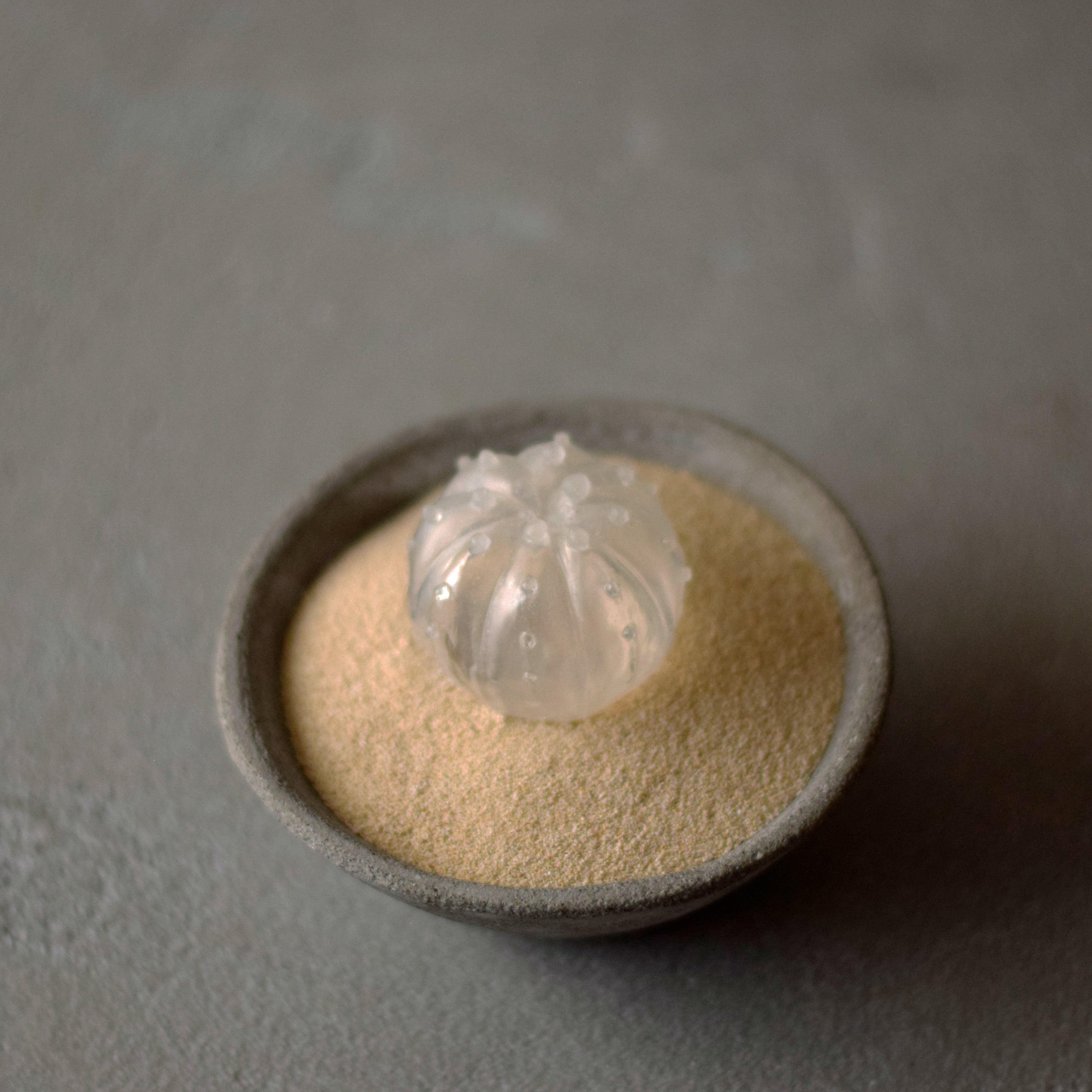 透明サボテン 003 （曇り） | Sabotensi