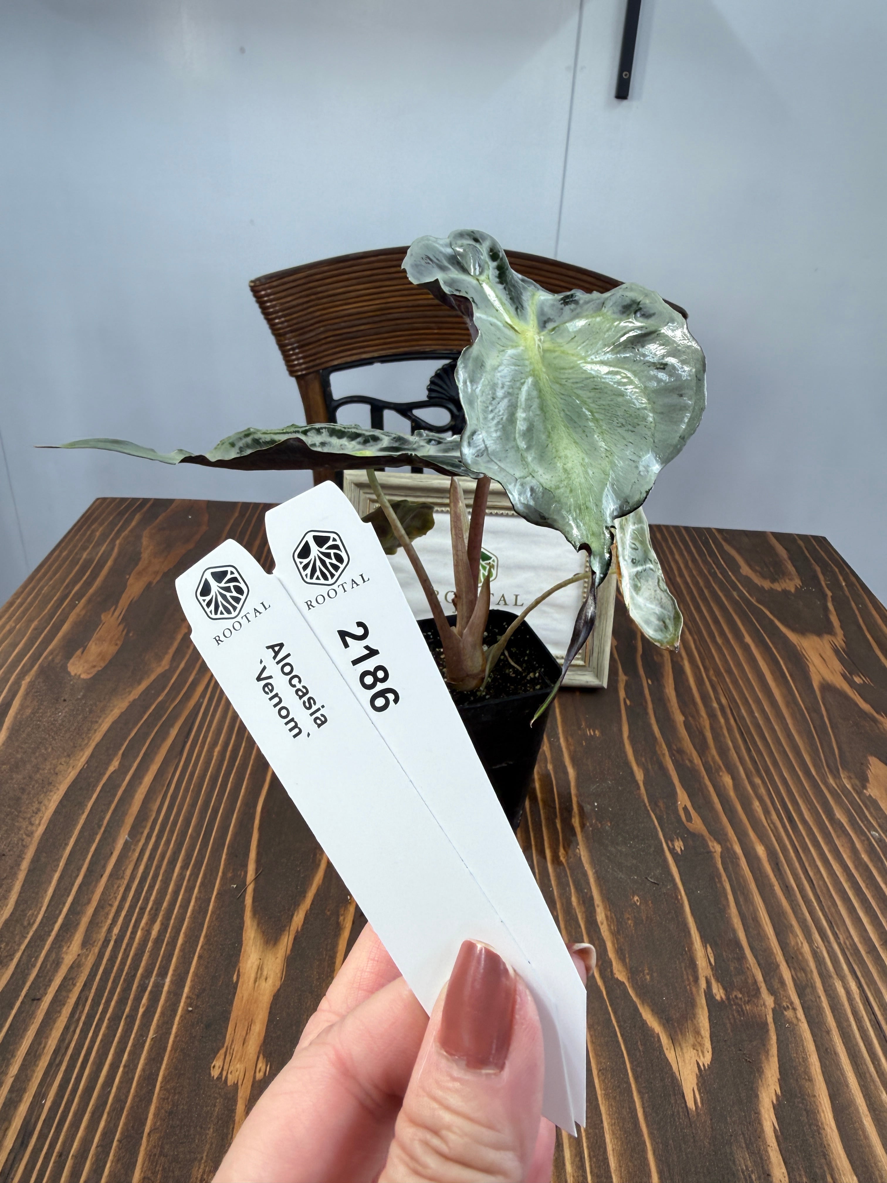 ★2186【希少種】アロカシア ヴェノム(2.5号ロング硬質ポット)※送料無料(一部除く)