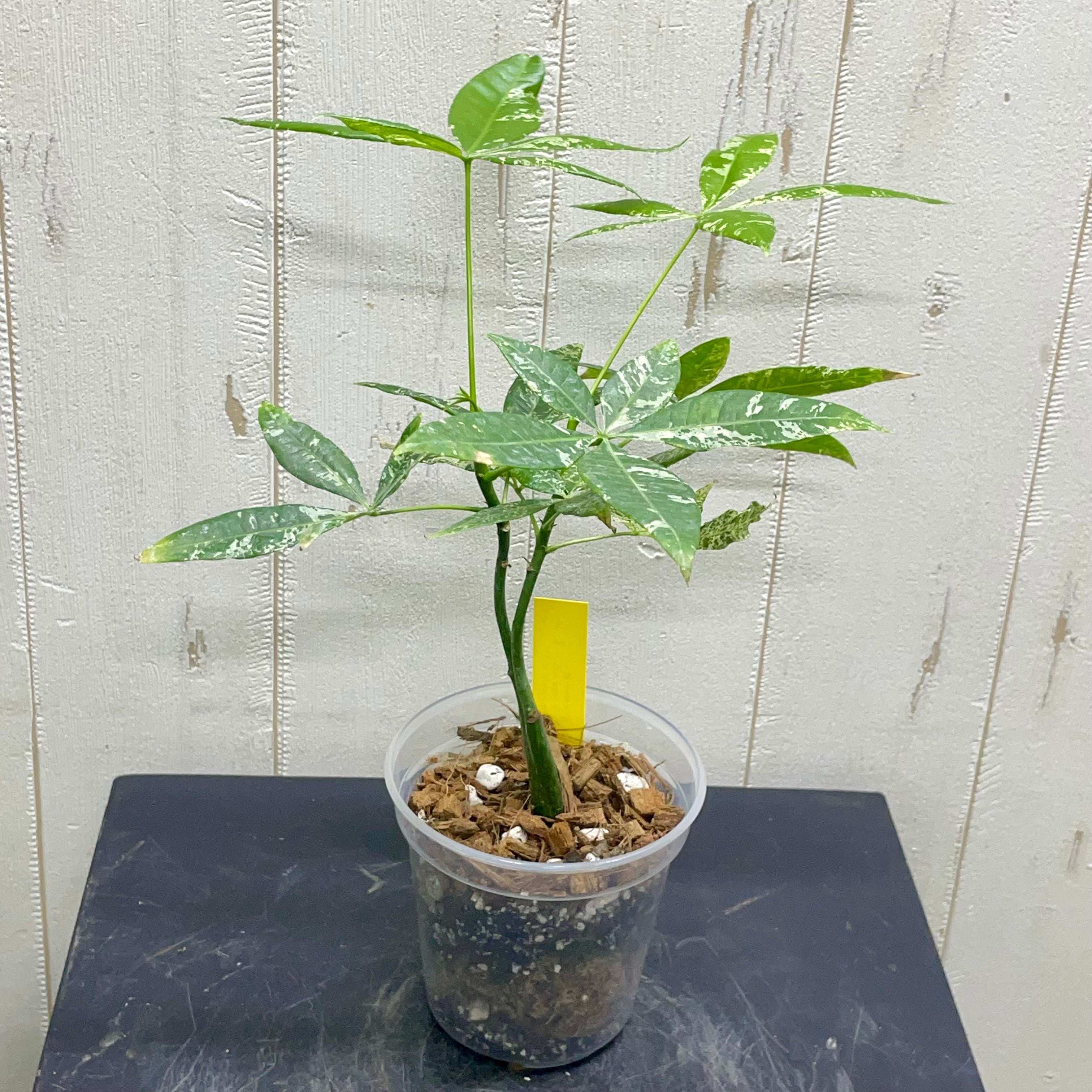 パキラ・ミルキーウェイ 実生 no3 4株入りですヨー 【公式通販】