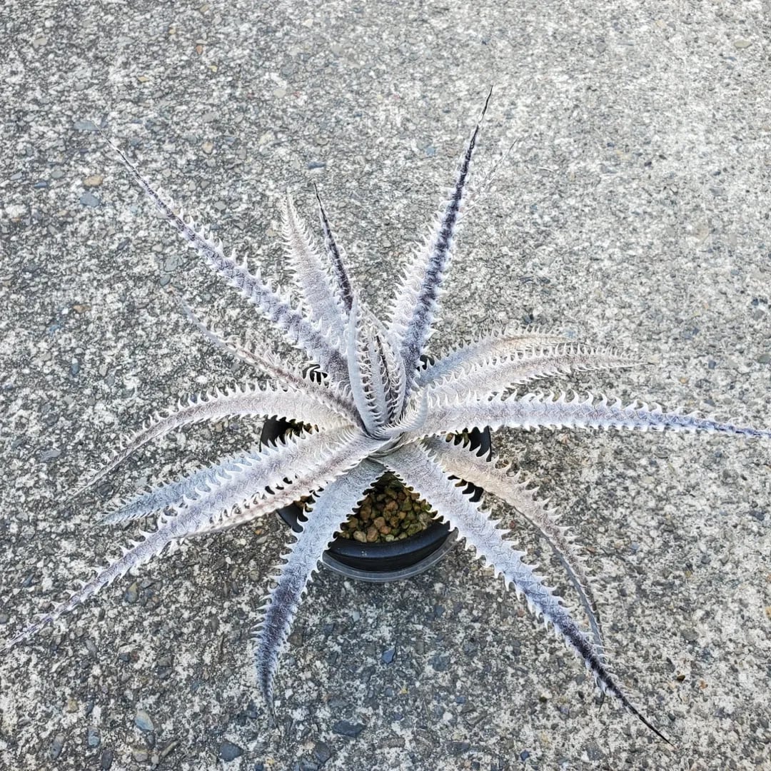 レアプランツ通販サイトPlants Maniax（プランツ・マニアックス）