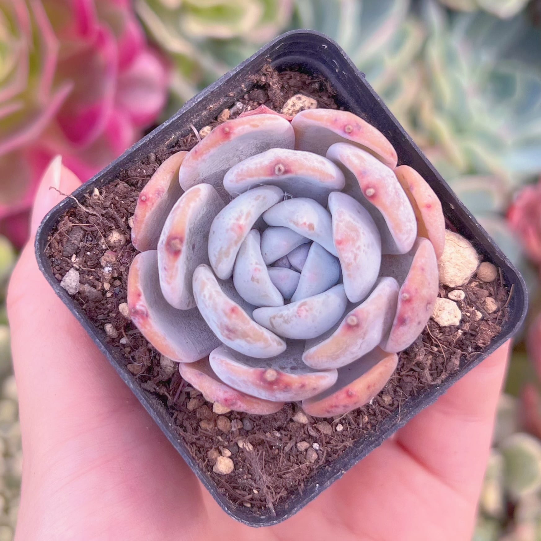 現物　ミルクティー#903　るる農園