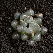 抜き苗 ブルーレンズ Haworthia 'Blue Lenses'