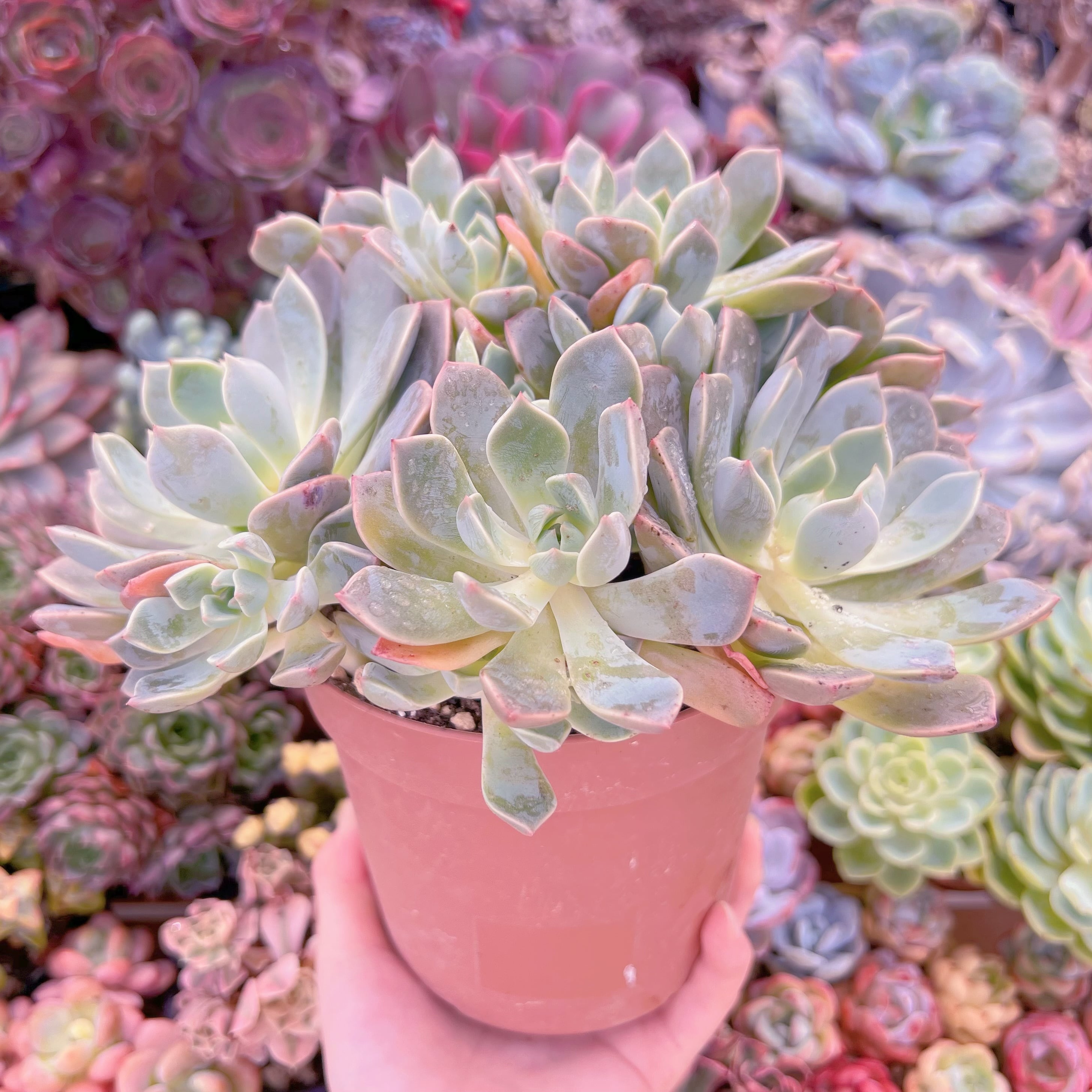 現品 Pretty in Pink#764 特大群生 るる農園 | るる農園~多肉植物専門
