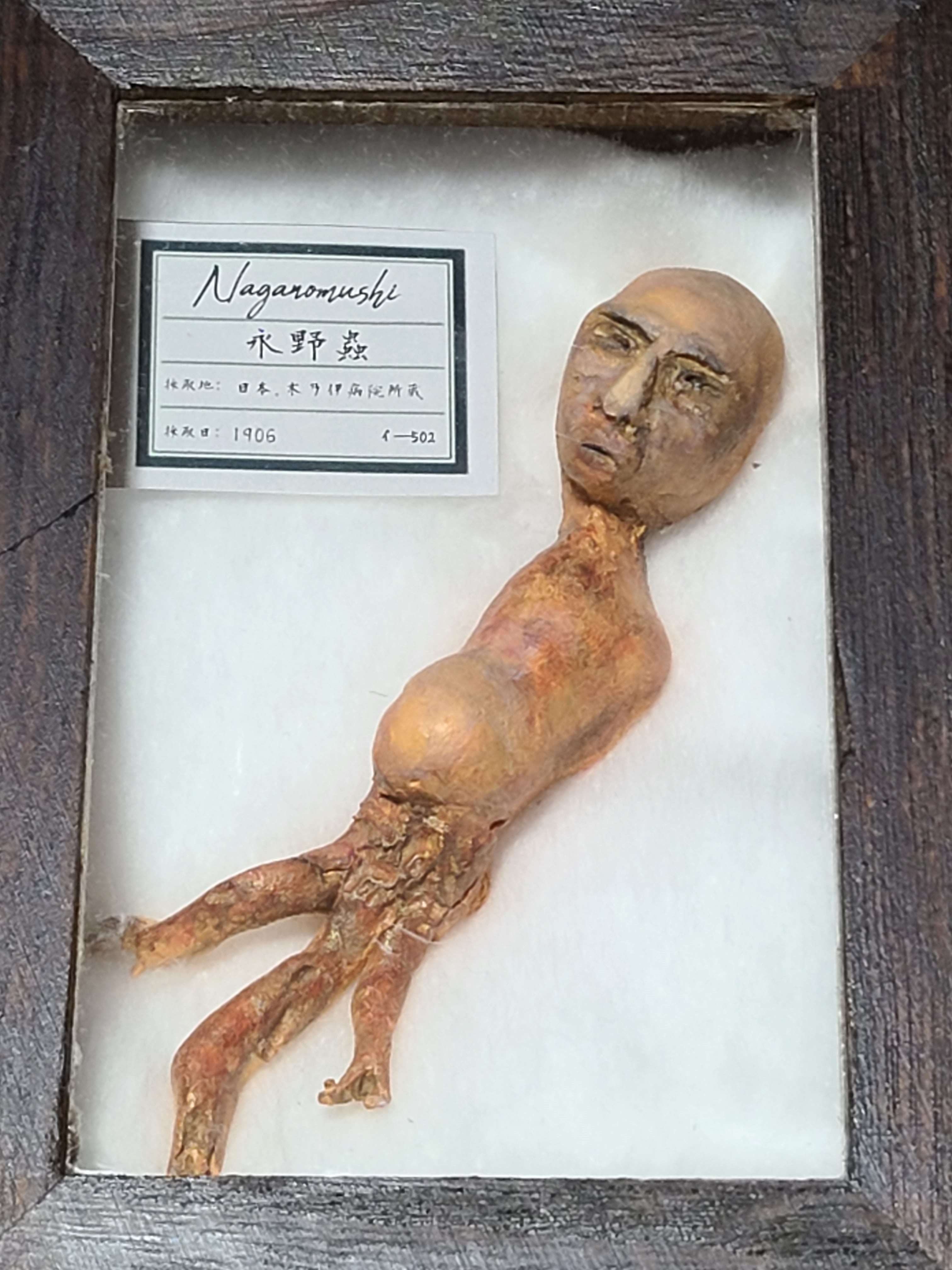 永野蟲 NN-00 寄生型怪奇蟲 怪奇標本 イ―502 | Pay ID