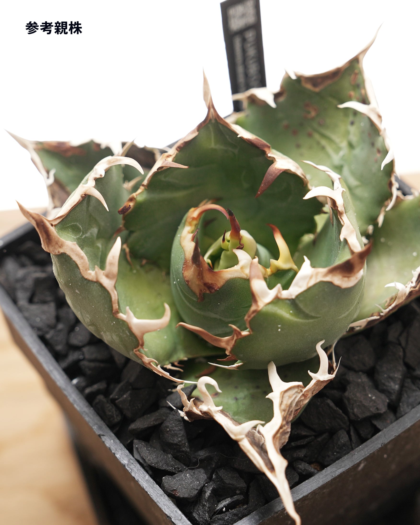 旧来白鯨 京都株 Agave titanota 'Hakugei' traditional Kyoto