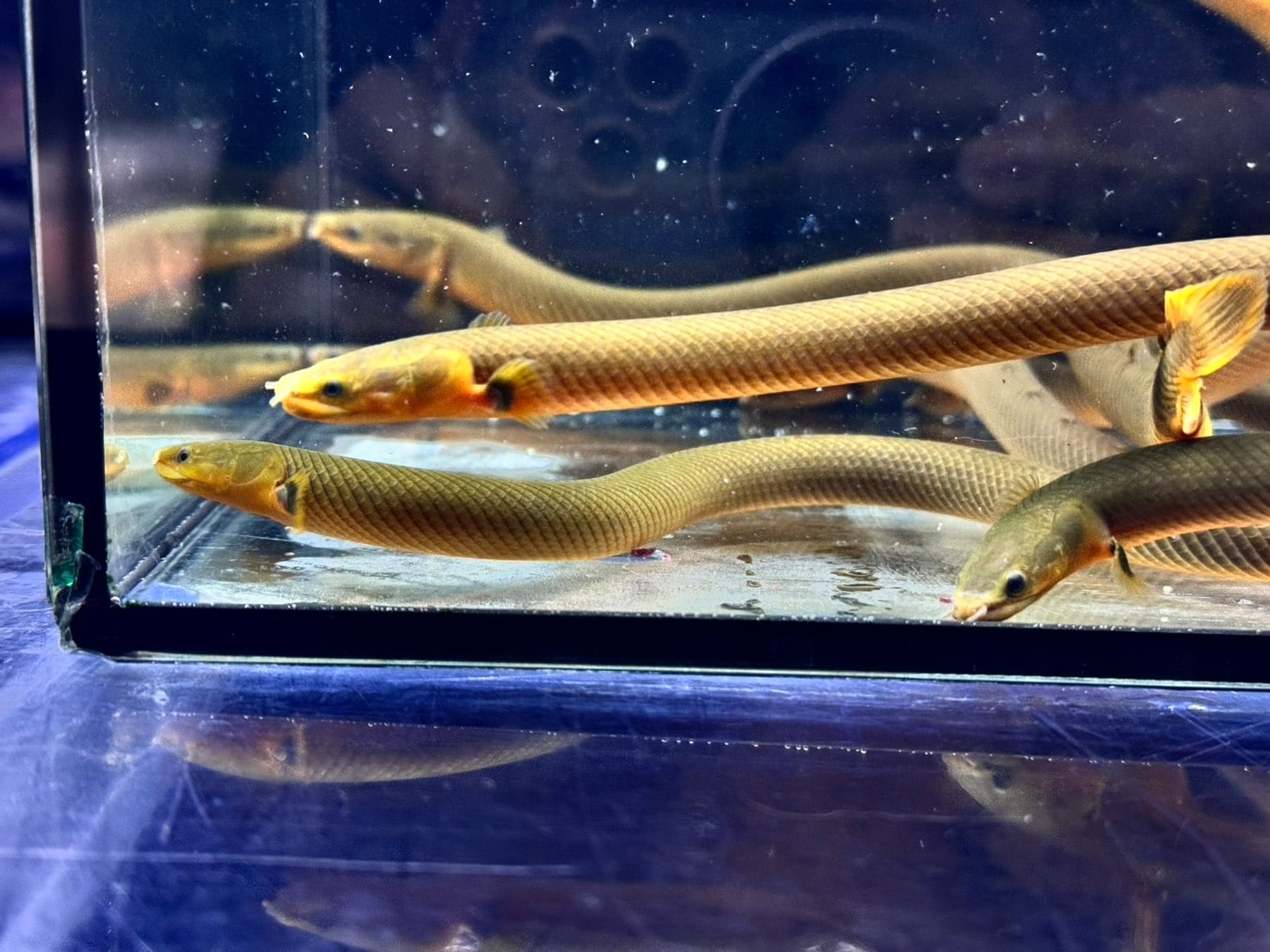 ポリプテルス | AQUASTYLEG