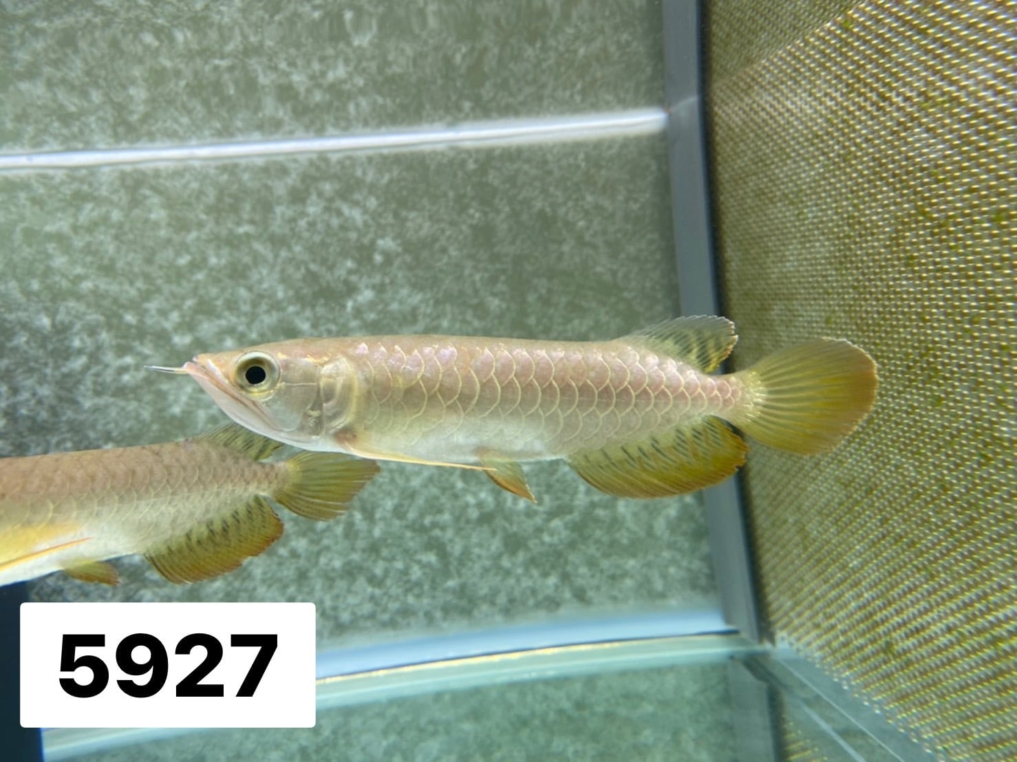 ☆過背金龍(ベビー)±13㎝《 5927 証明書付き》 | アロワナ等の大型魚