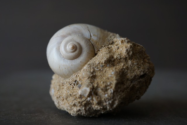 フランス産巻貝化石 Natica sp. 1531