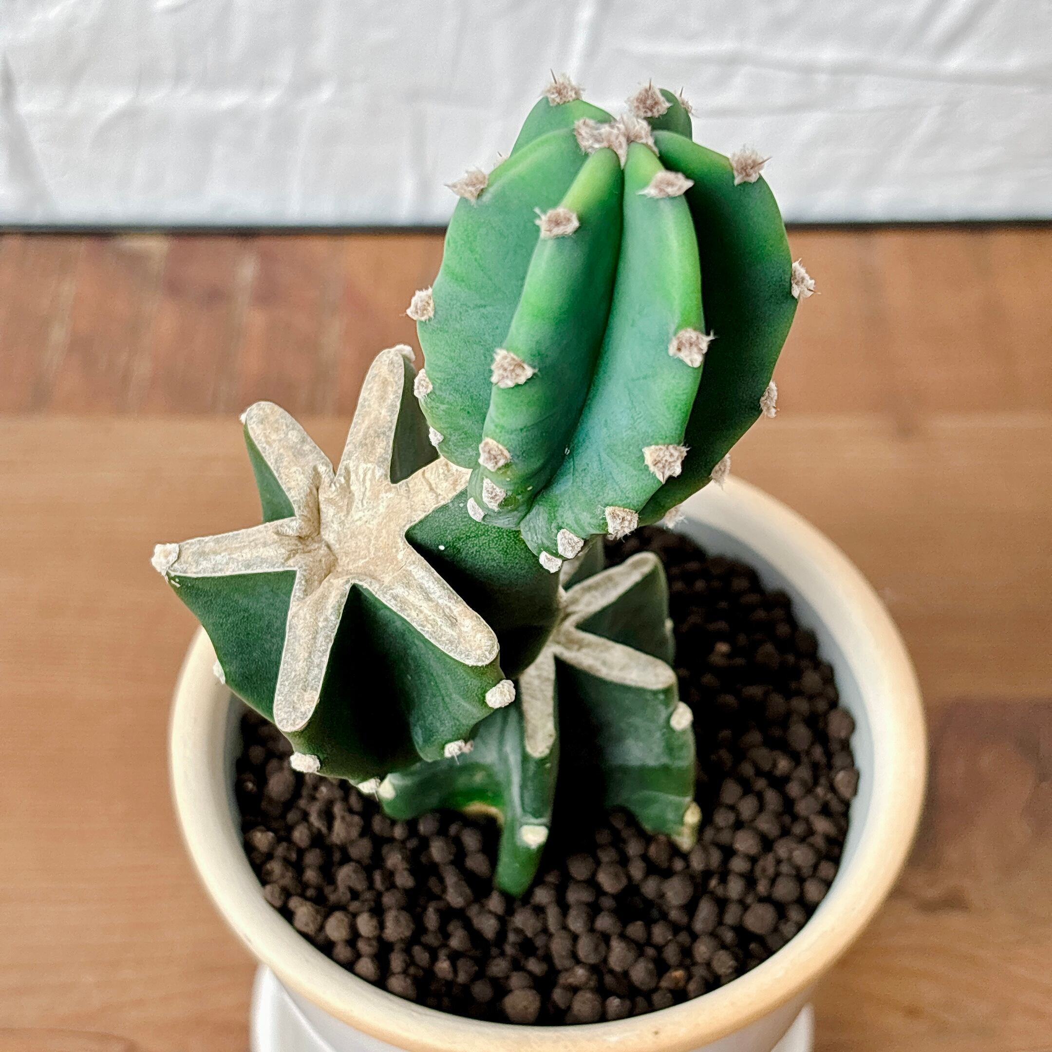 柱サボテン ブランチ [多肉植物、観葉植物] | yu25plants