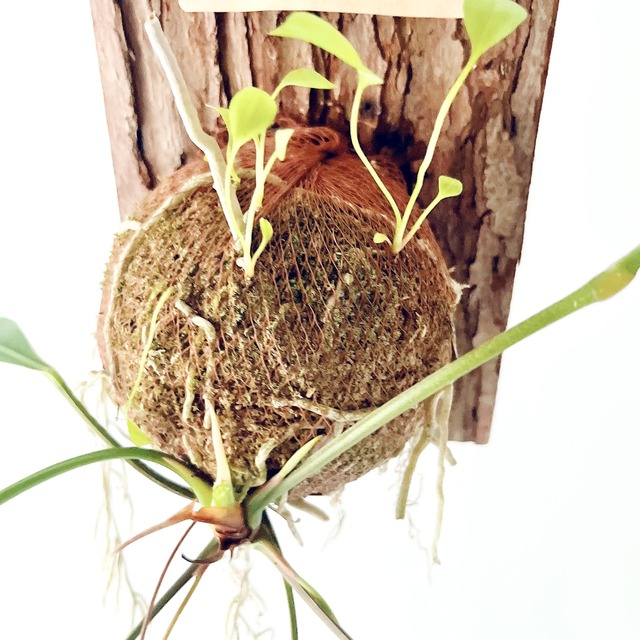 アンスリウム グラシレ 苔玉 板付 観葉植物 calm cafe