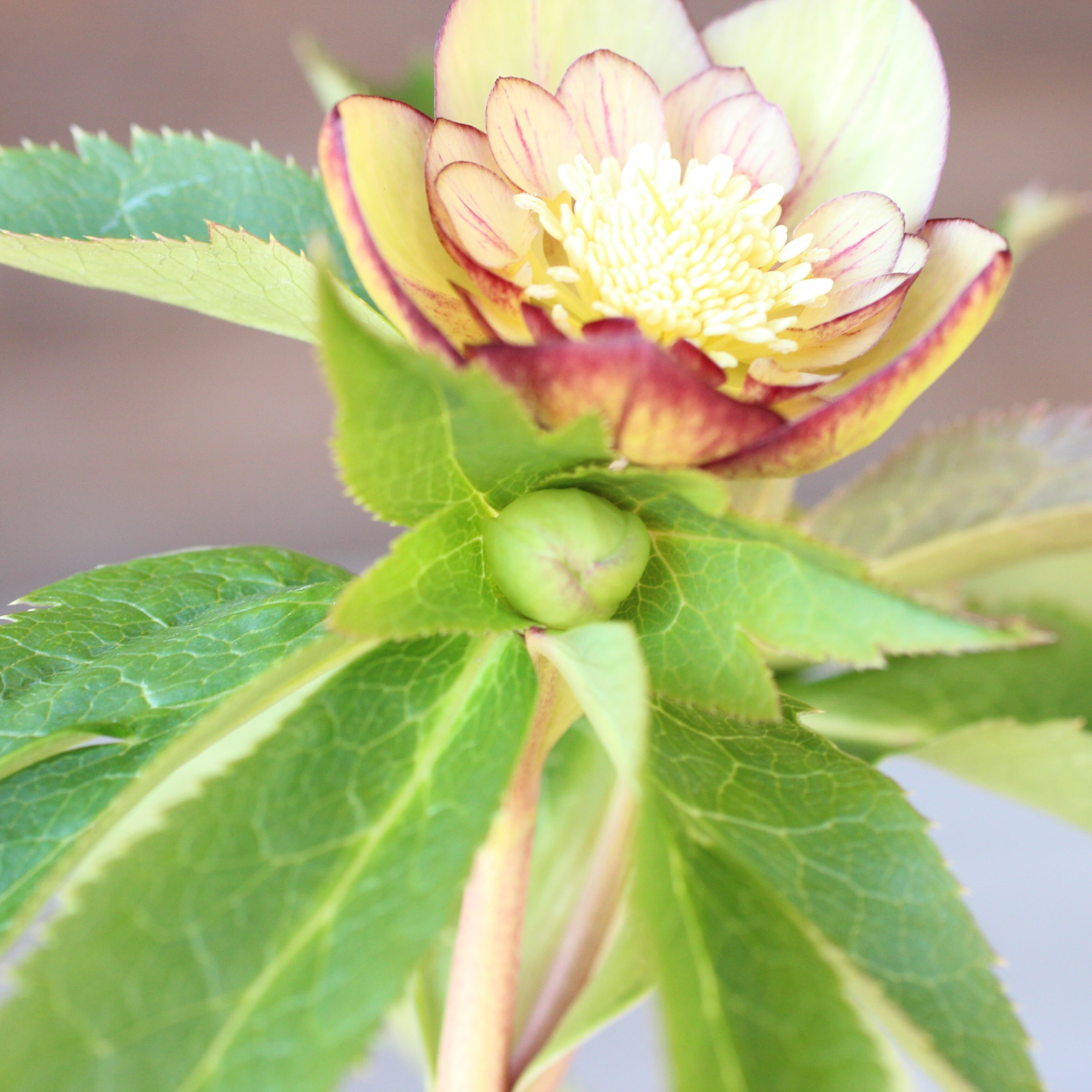 ウインターシンフォニー　小輪グリーンバイカラーDDクリスマスローズ　開花株 ウインターシンフォニー 小輪グリーンバイカラーDDクリスマスローズ