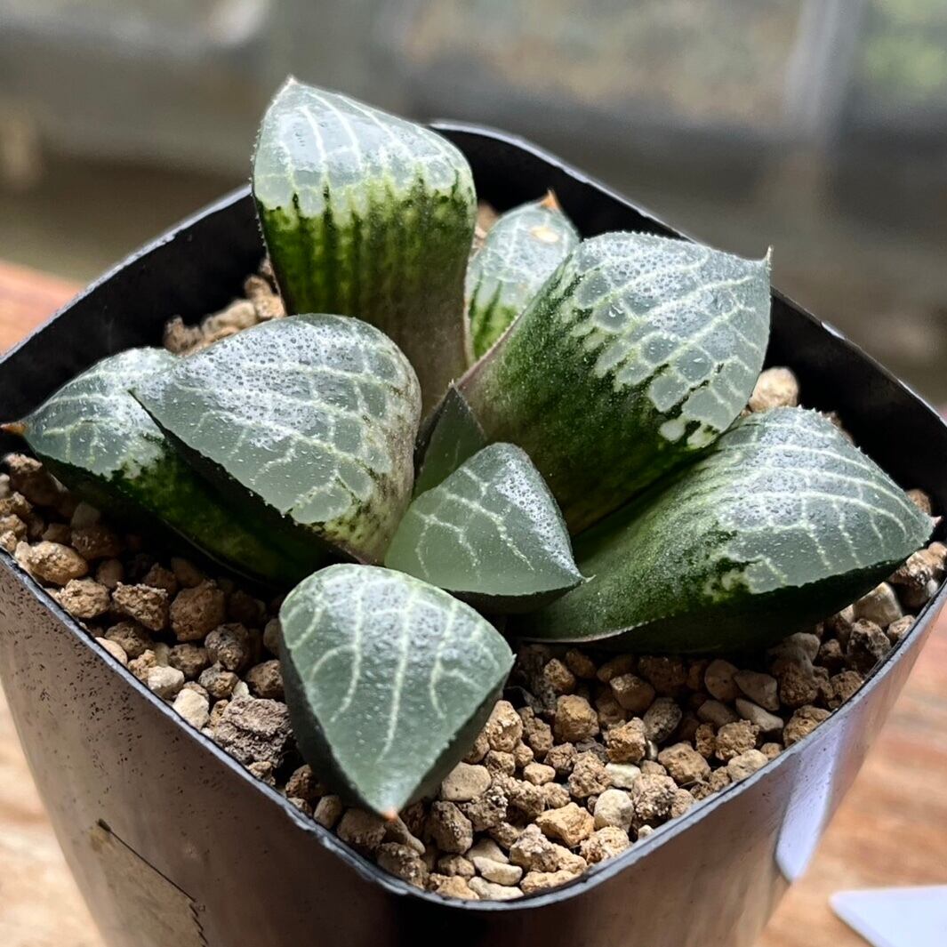 ☆☆水晶コンプト錦＊ハオルチア＊錦☆☆ ハオルチア 翠雲錦③ | mocono_plants