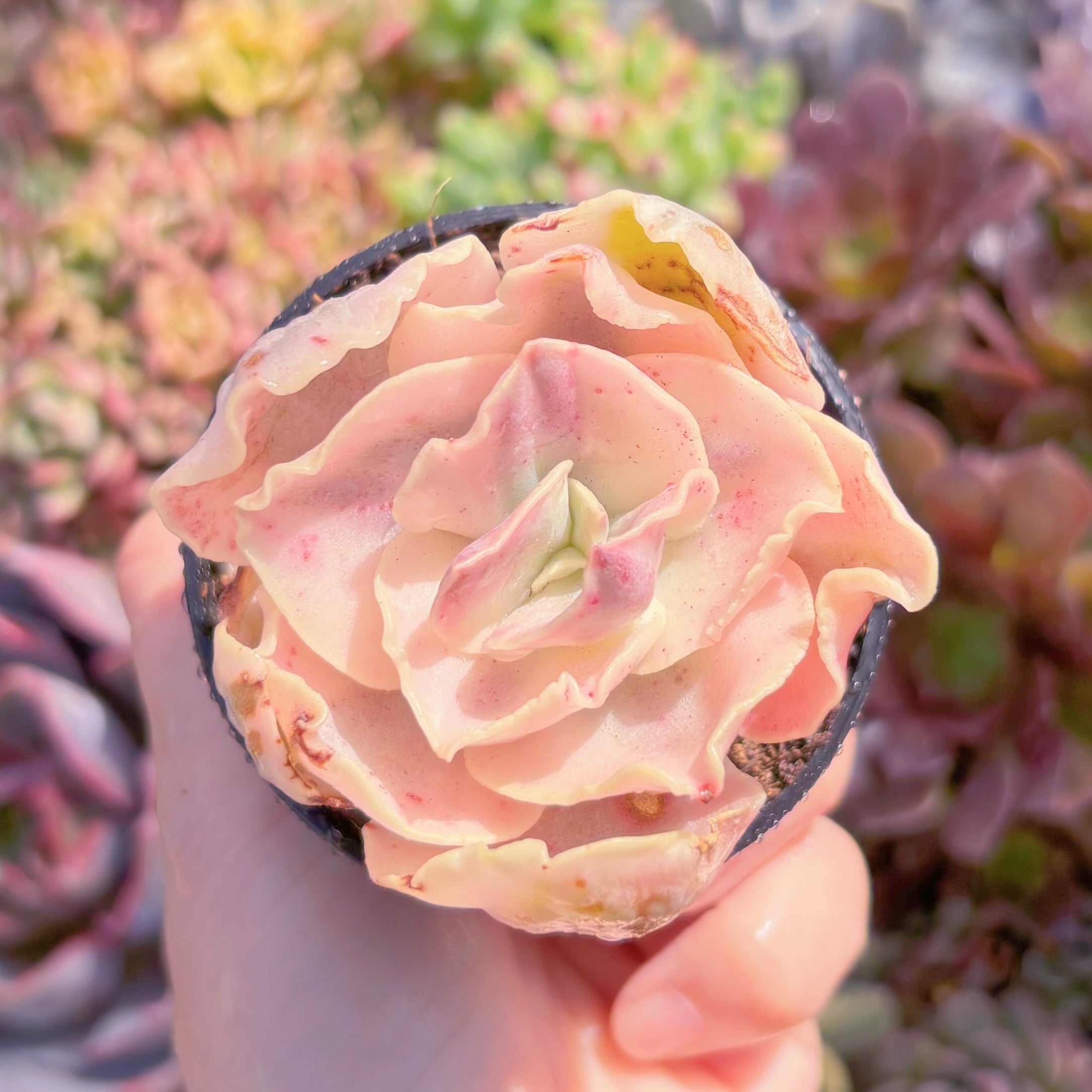 多肉植物　スヨン錦　新入荷　るる農園