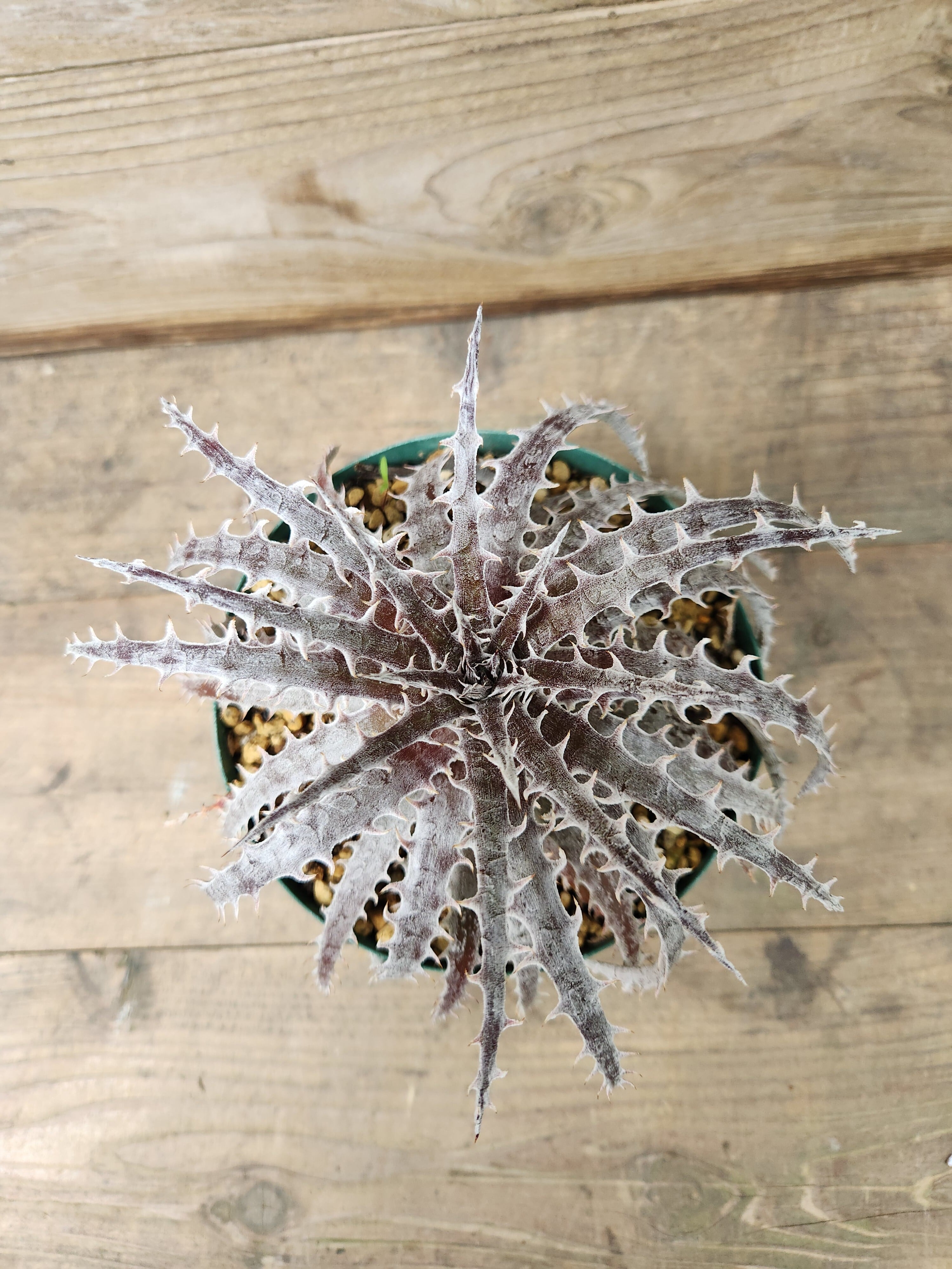 ディッキア・ヘクチア | フラワーショップあきの