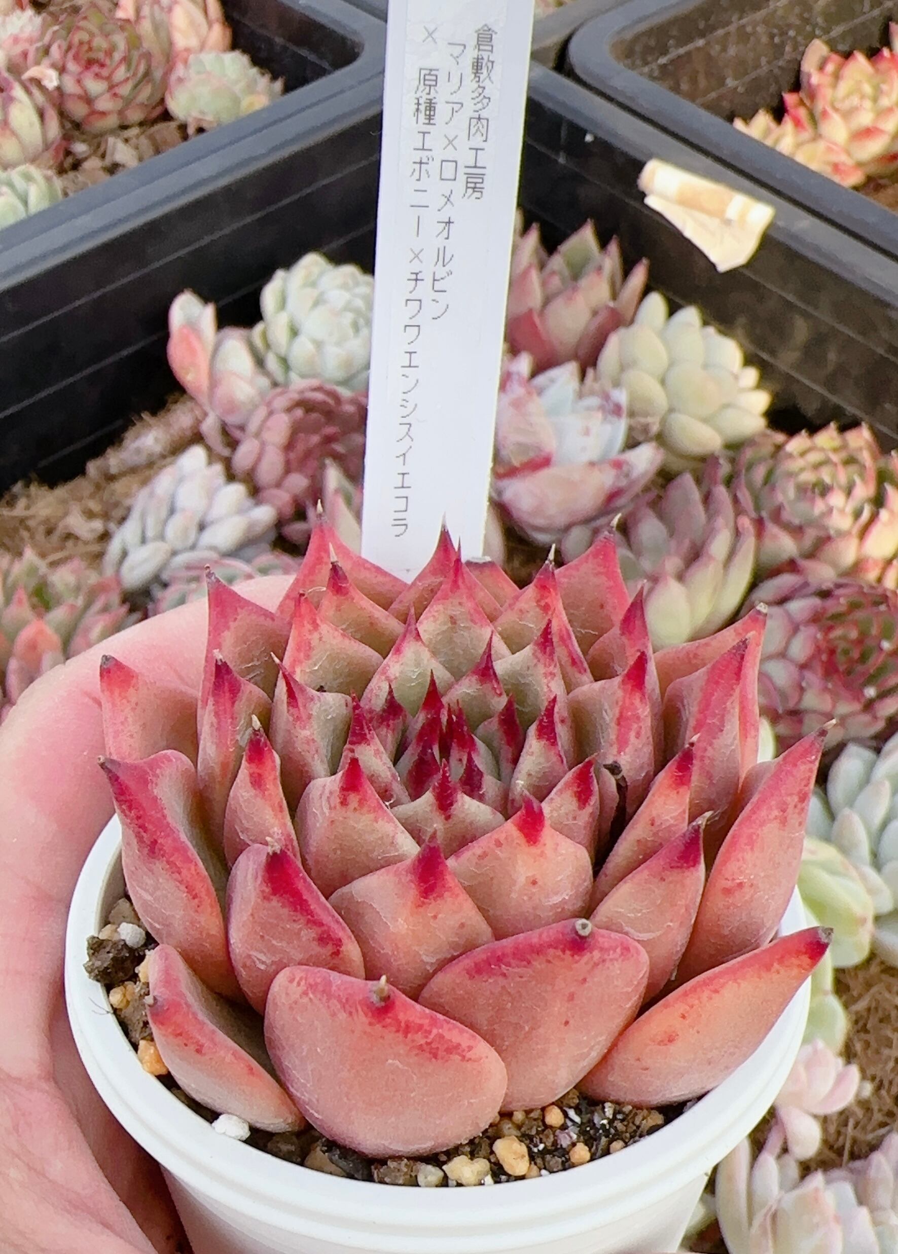 ☆【特別選抜実生苗】☆エボニーエバーグリーン×マリア⚫︎56番 | 倉敷