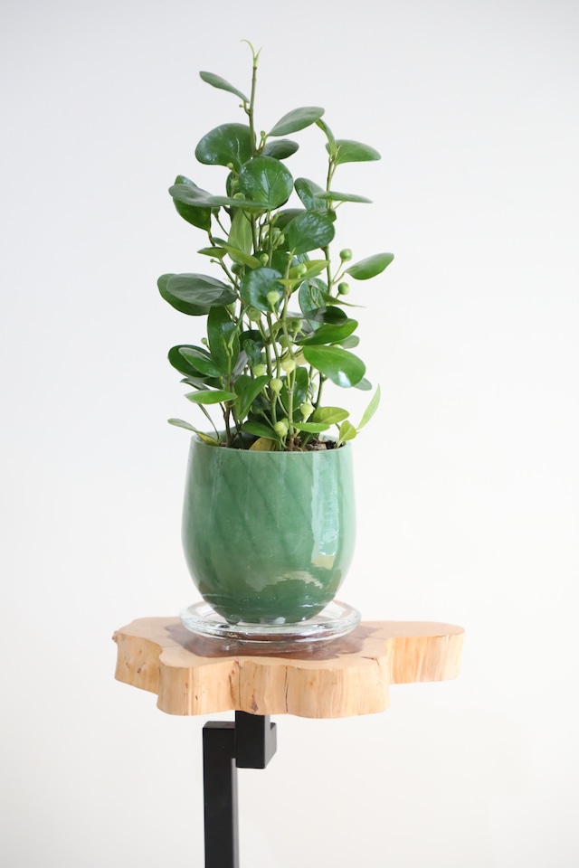 【S】コバンボダイジュ/Ficus diversifolia ※ガラス鉢付き