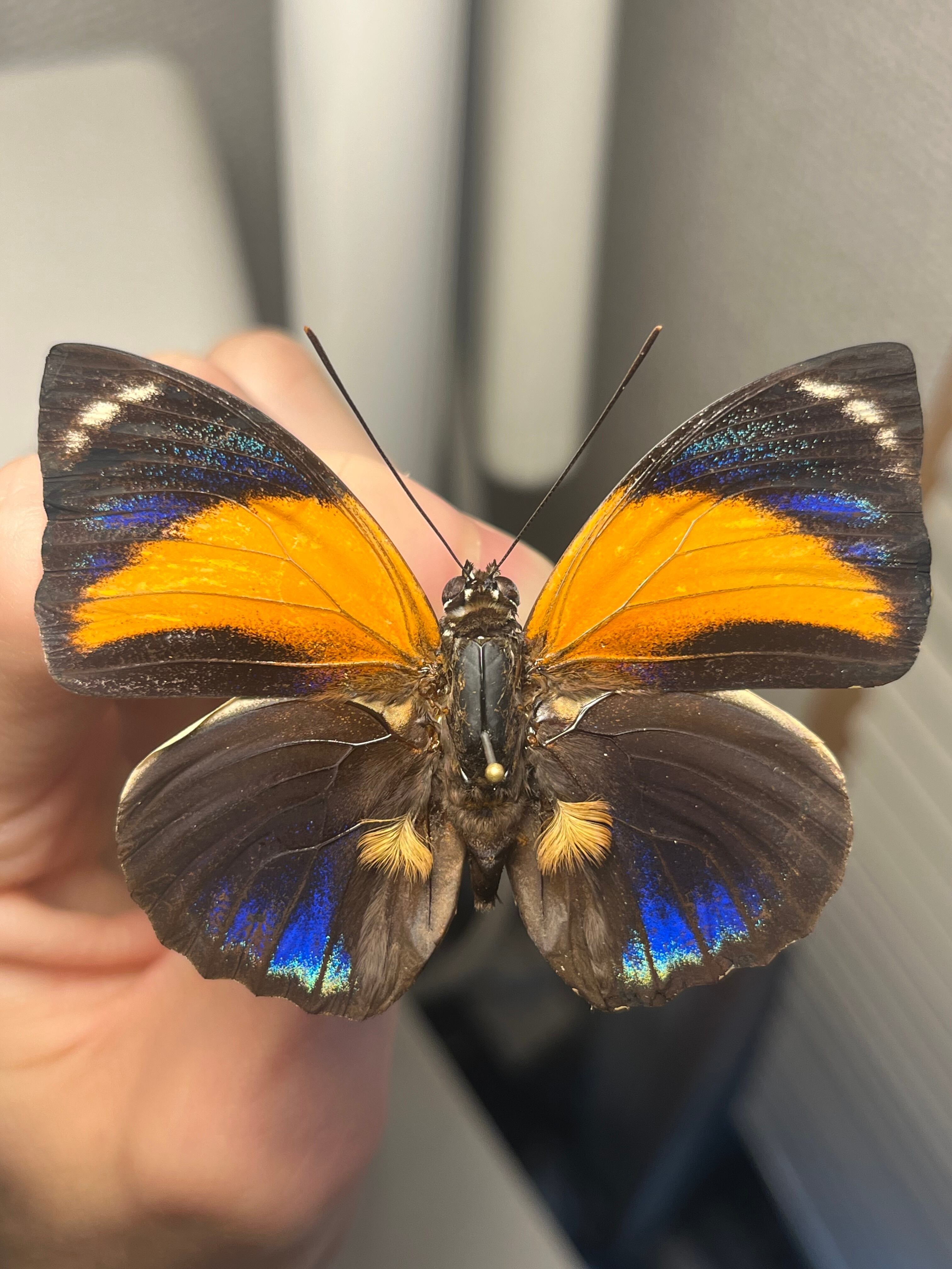 アグリアスクラウディナクロエサス♂ ミイロタテハ 蝶標本 甲虫 アグリアスクラウディナクロエサス♂ ミイロタテハ 蝶標本 甲虫