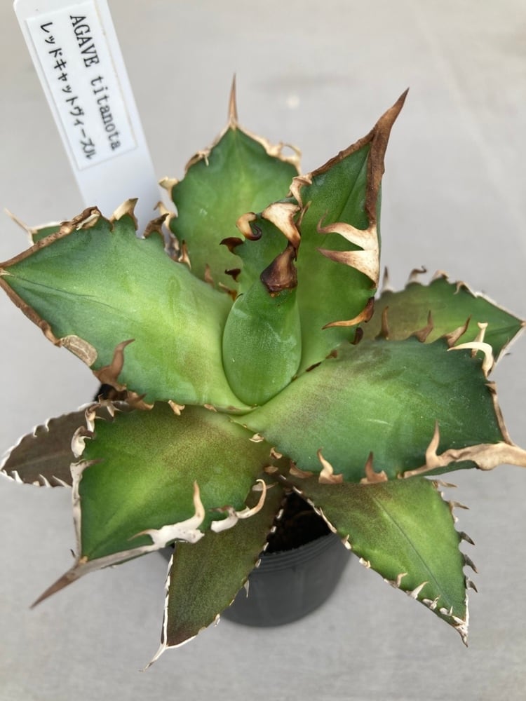 多肉植物 | 日本ライン花木センター