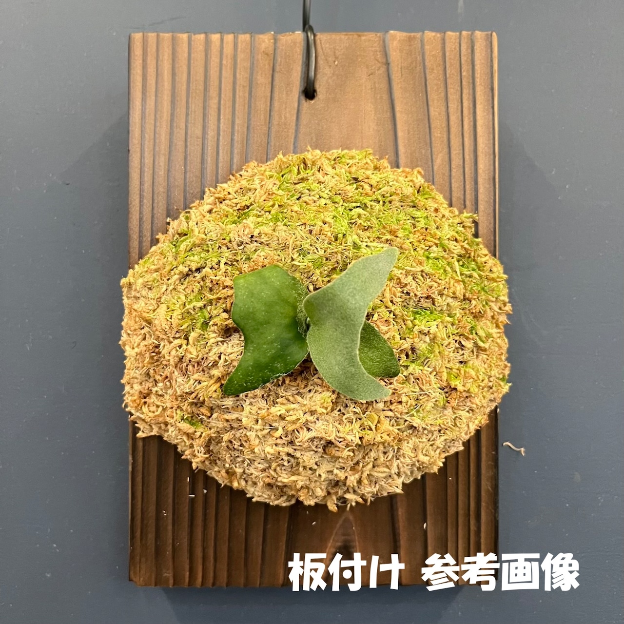 【秋の植え替えフェア対象】【セット】ビカクシダ　ウィリンキー　ナノ