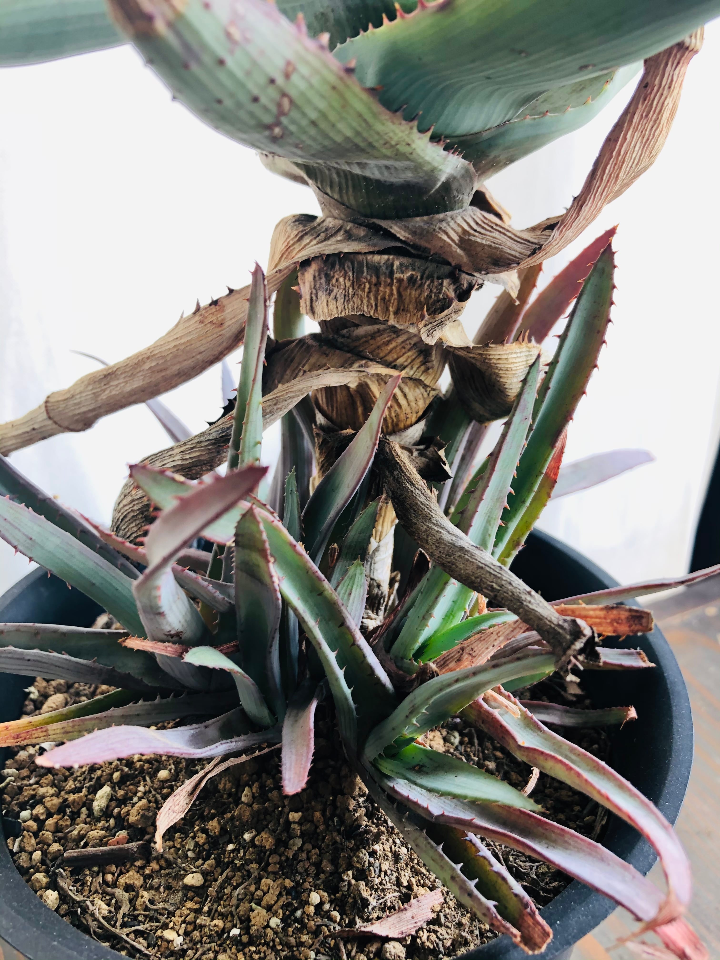 Aloe glauca アロエ グラウカ 桜花錦 | plants MARU ーサボテン・多肉