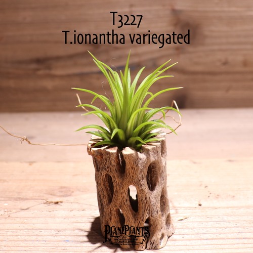 【送料無料】ionantha variegated〔エアプランツ〕現品発送T3227