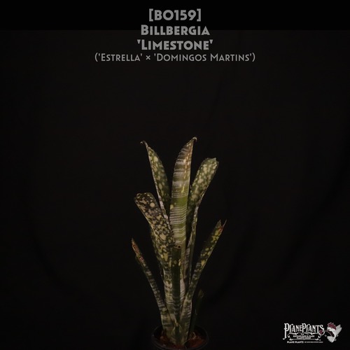 【送料無料】Billbergia 'Limestone'〔ビルベルギア〕現品発送B0159
