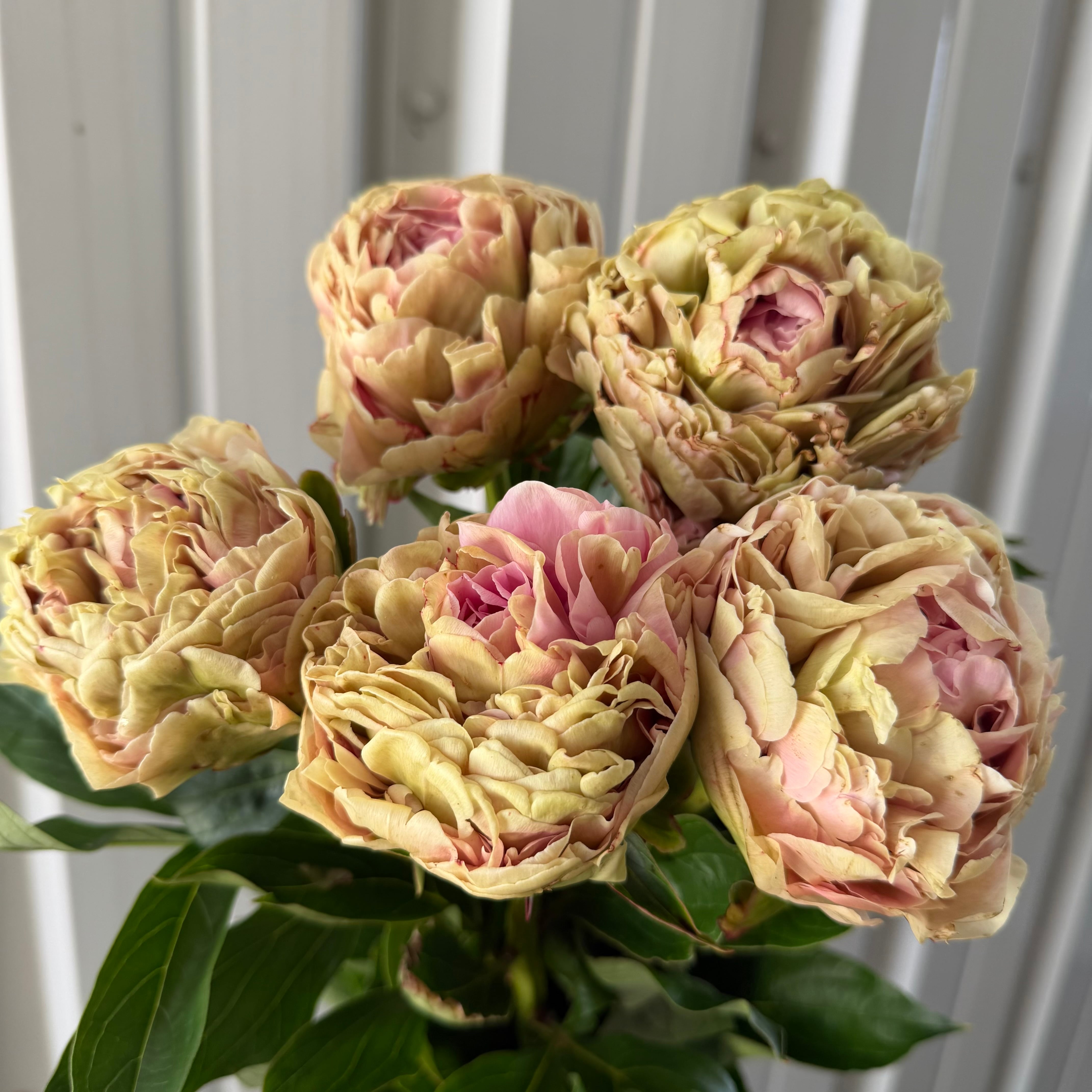 陶板　芍薬の花 稀少品種 芍薬 アンティークドルチェ 5本 オクシナノフラワー | 新鮮