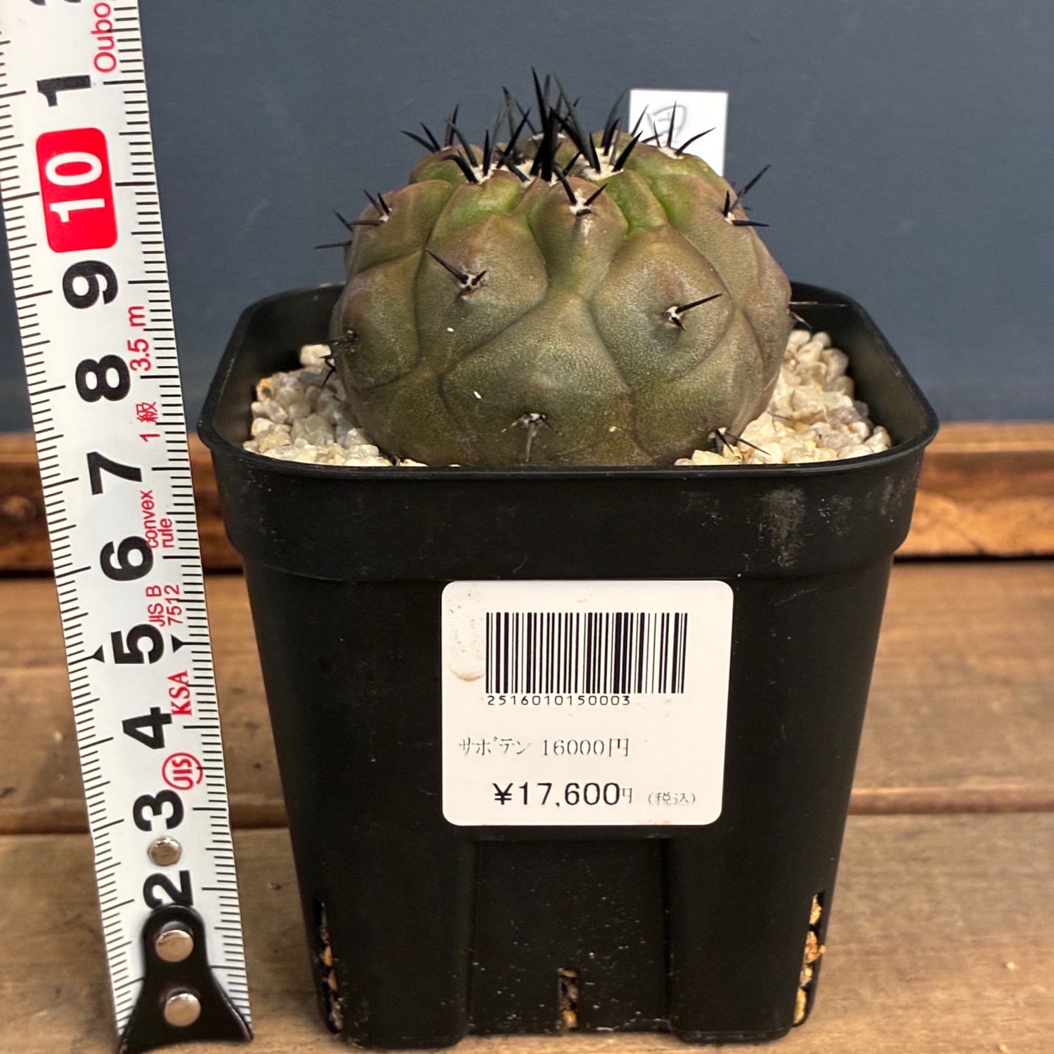 Copiapoa】サボテン コピアポア 黒王丸実生【787】 | PROTOLEAF プロト