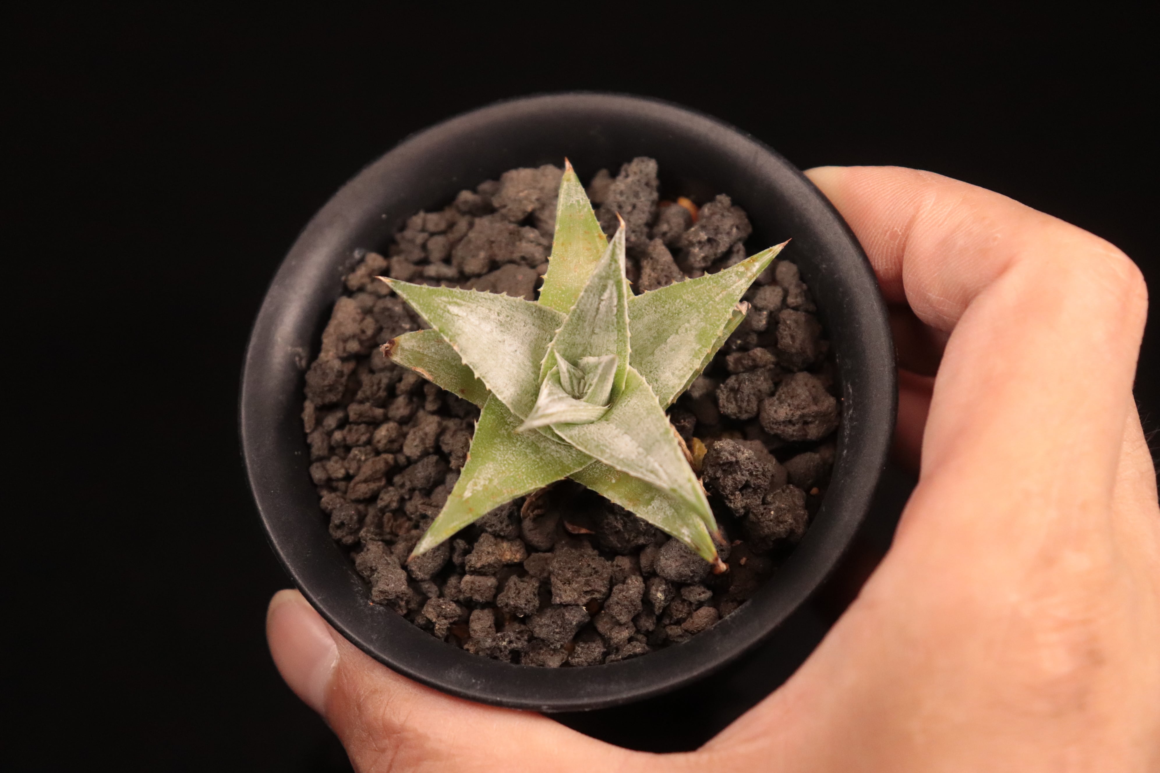 送料無料】Dyckia 'Zebra'〔ディッキア〕現品発送D0474 | plane plants