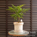 日本製 陶器鉢 エバーフレッシュ 5号 Ever fresh 観葉植物 0809BE
