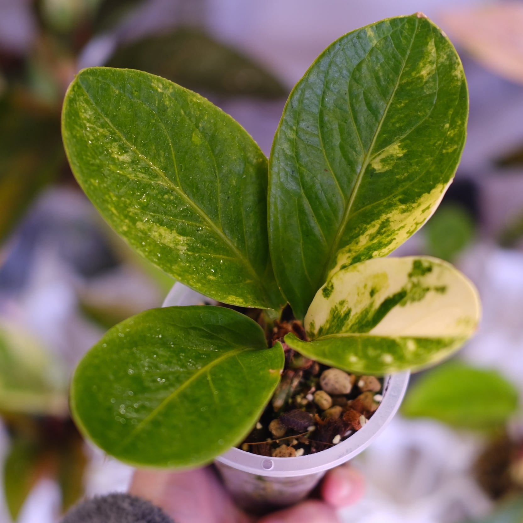 Anthurium Ralph Lynam / アンスリウム・ラルフ・リナム②